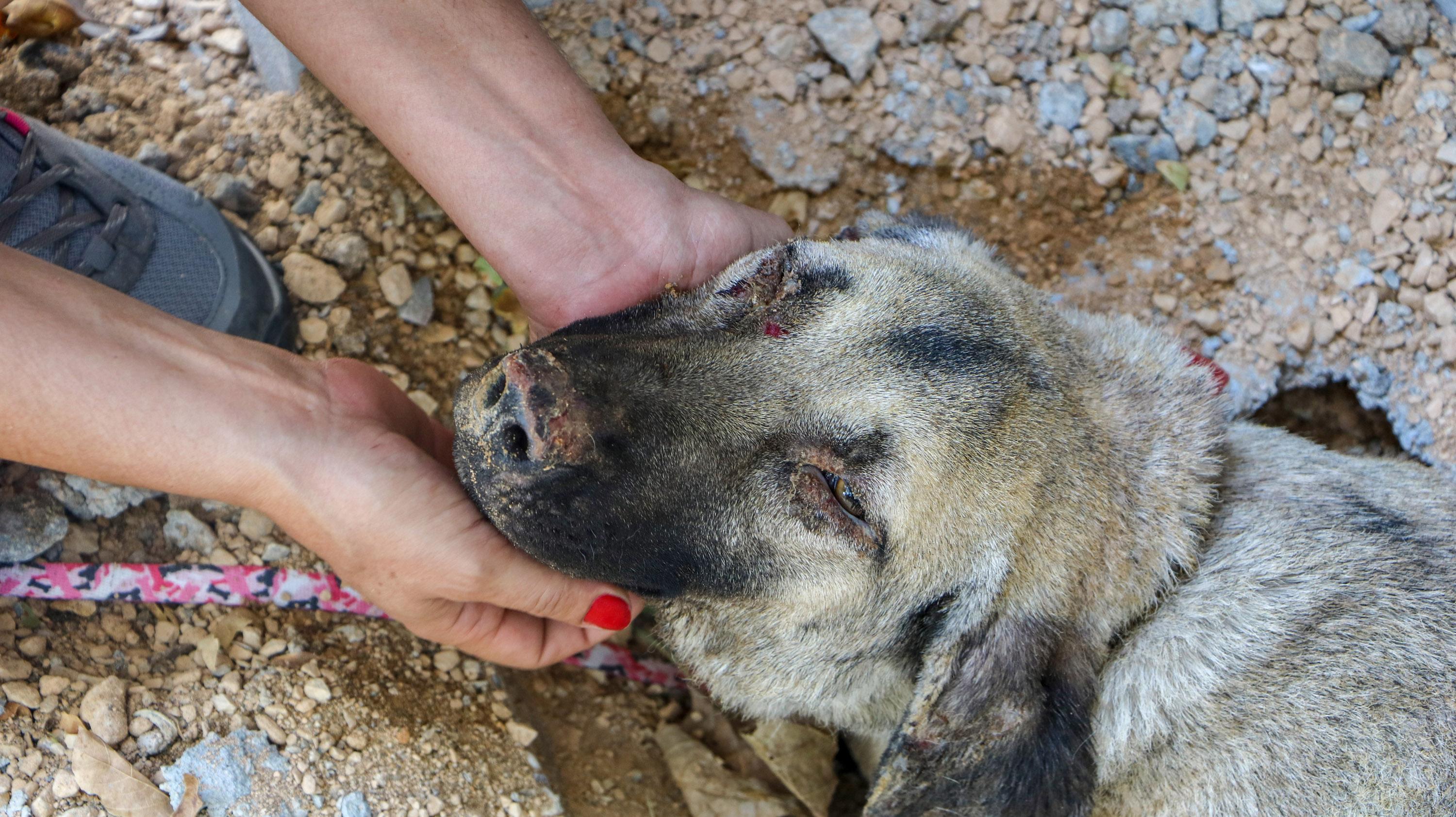 Turkey’s first field hospital for animals