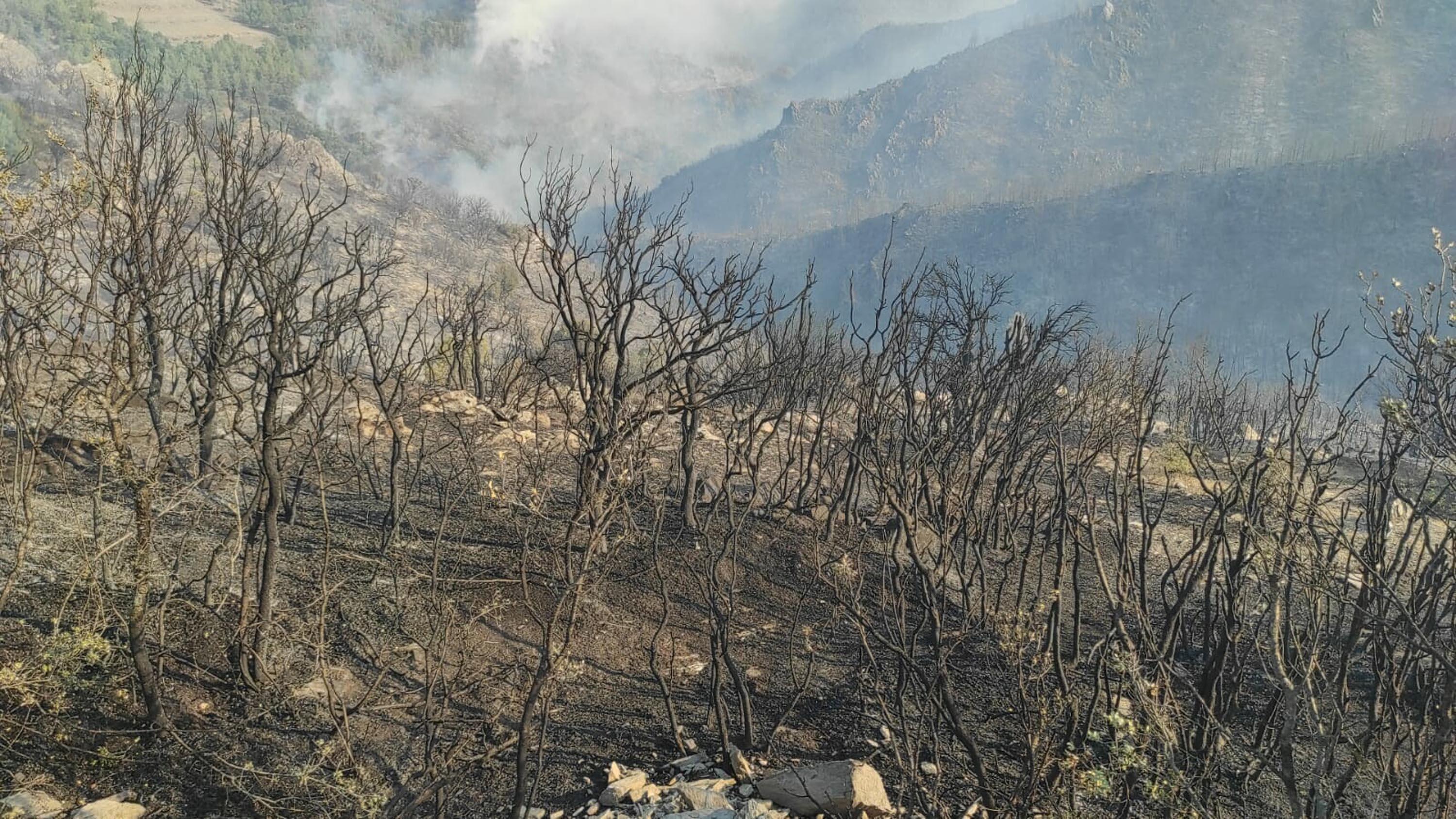Aydında çıkan orman yangını, Muğlaya sıçradı
