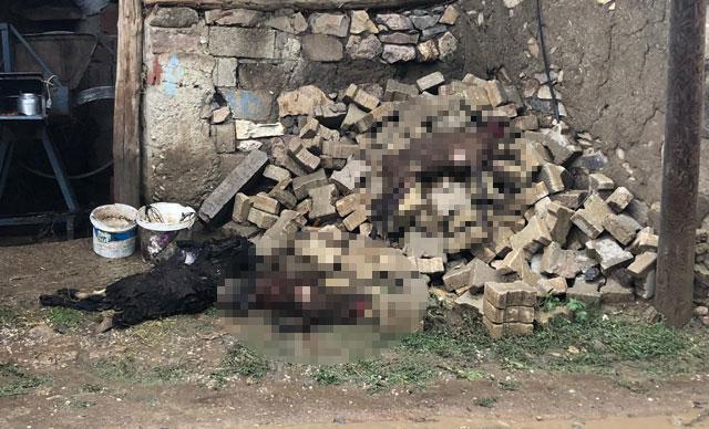 Bayburtta sağanak sele neden oldu; 11 hayvan öldü