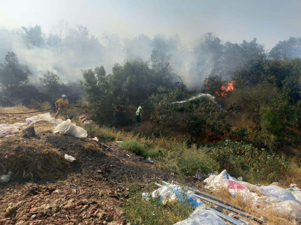 Balıkesirde orman yangını; 20 dönüm alan kül oldu