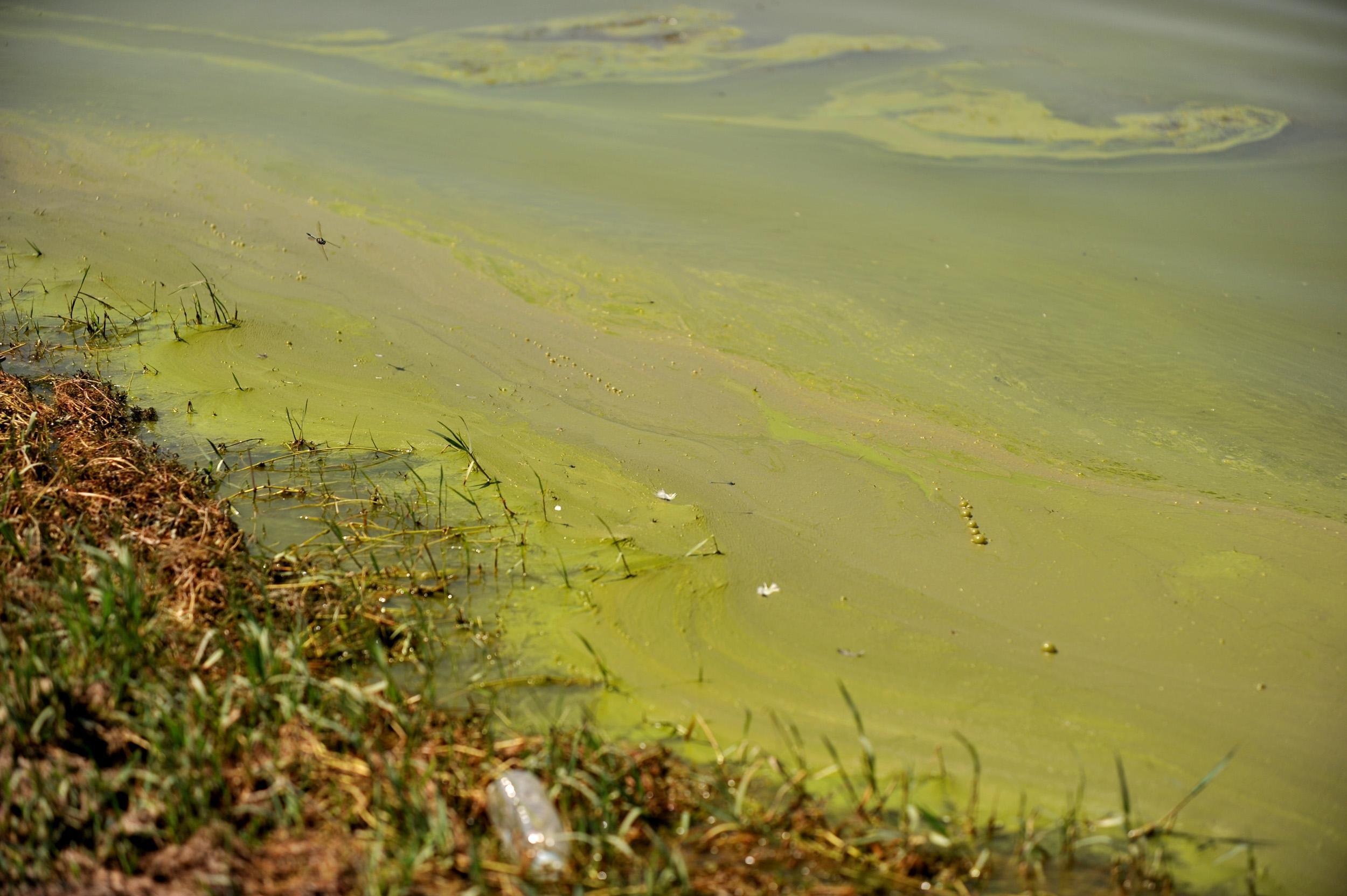 Uluabat Gölü, alg patlamasıyla yeşile büründü
