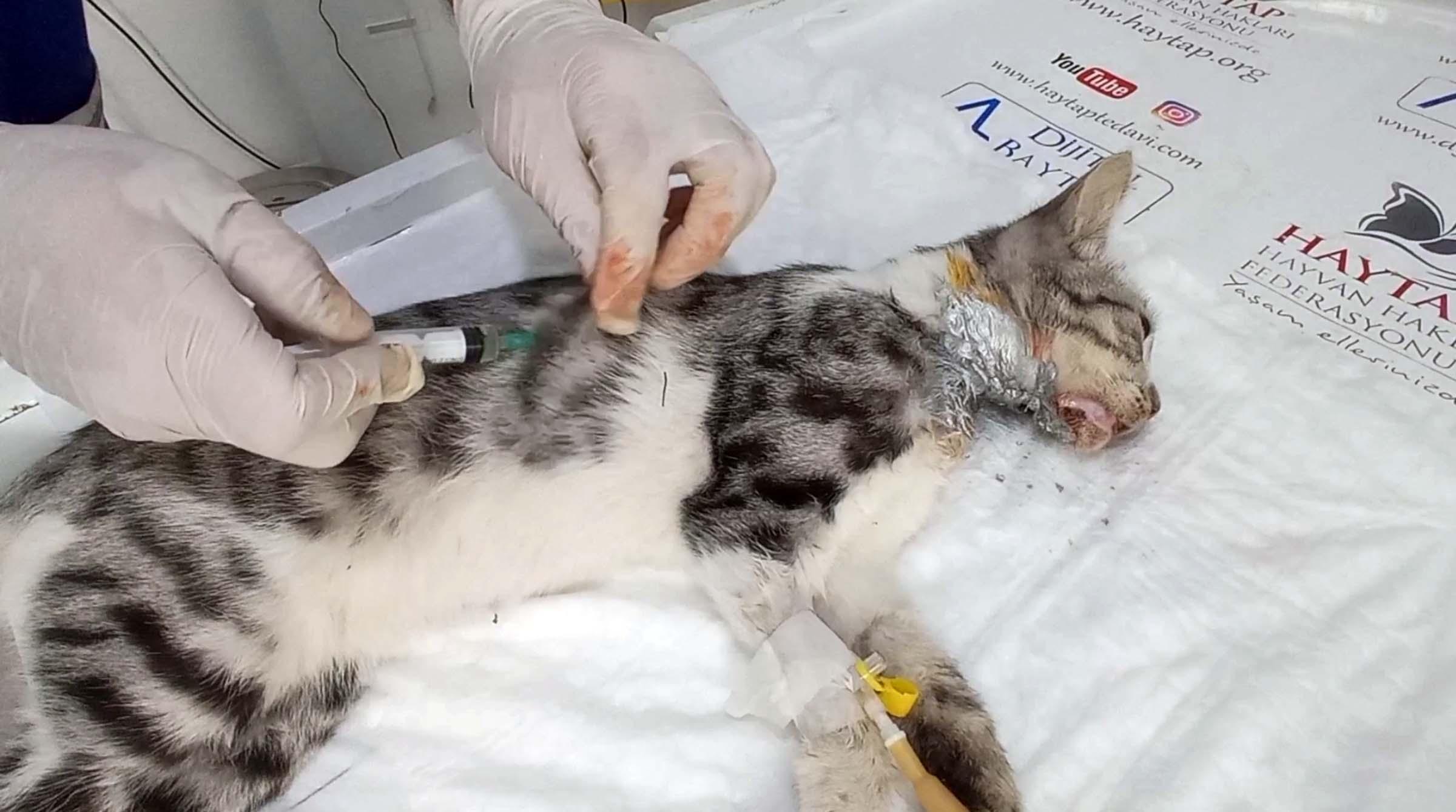 Turkey’s first field hospital for animals
