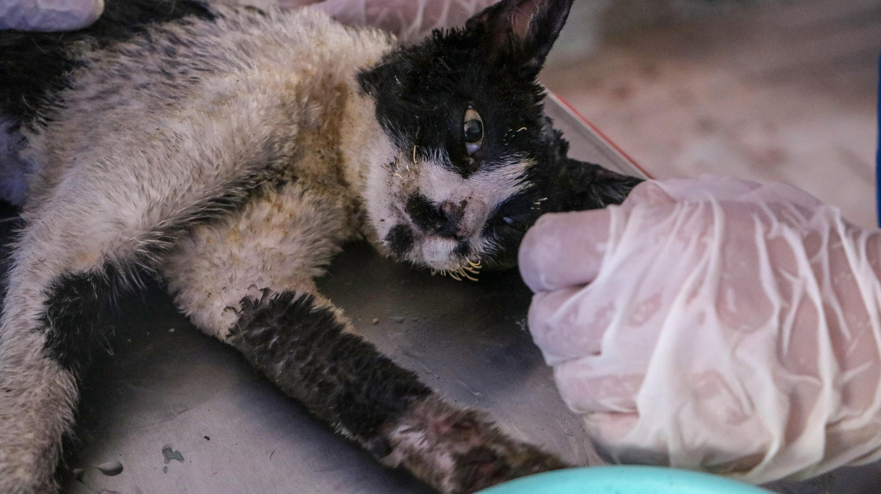 Turkey’s first field hospital for animals