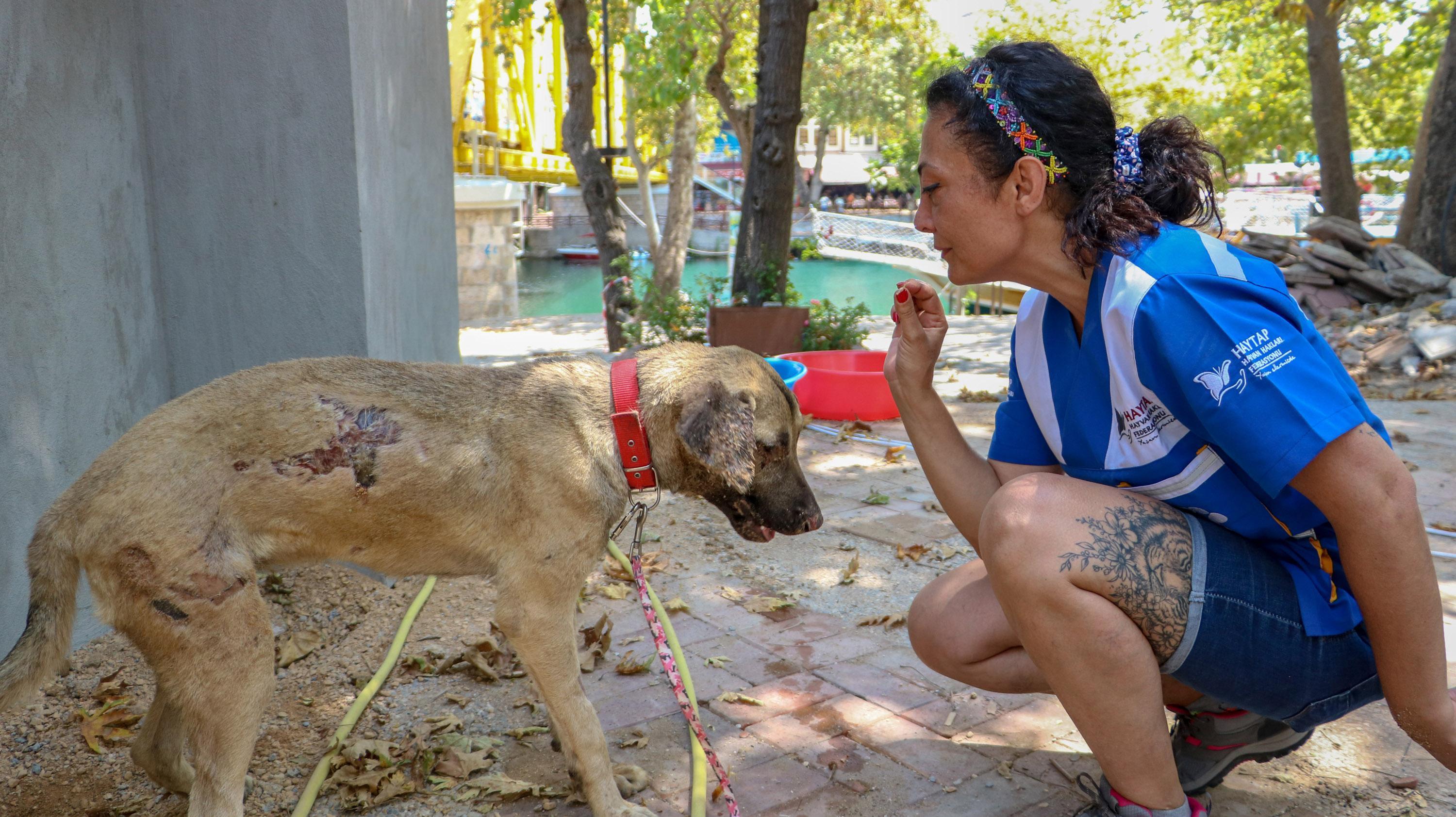 Turkey’s first field hospital for animals