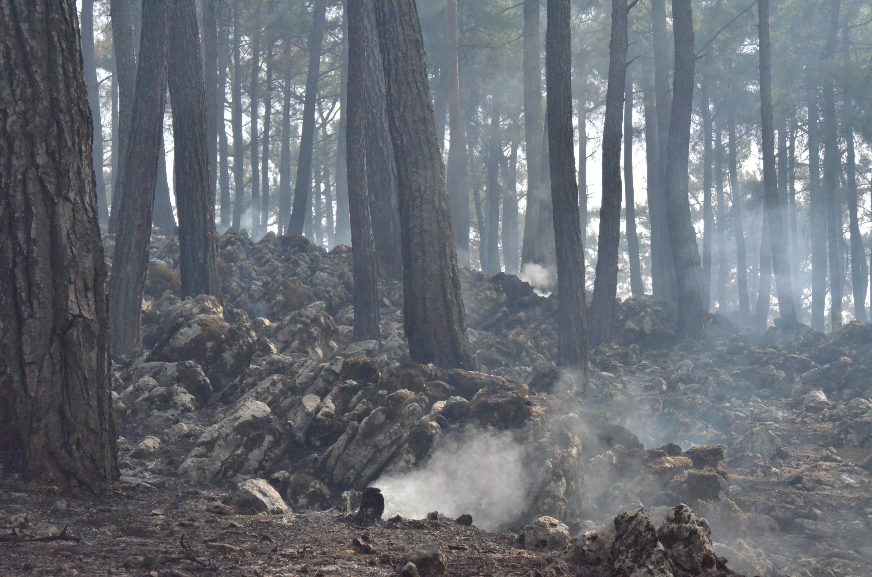 Milasta yangın 8inci gününde; havadan müdahale yoğunlaştı