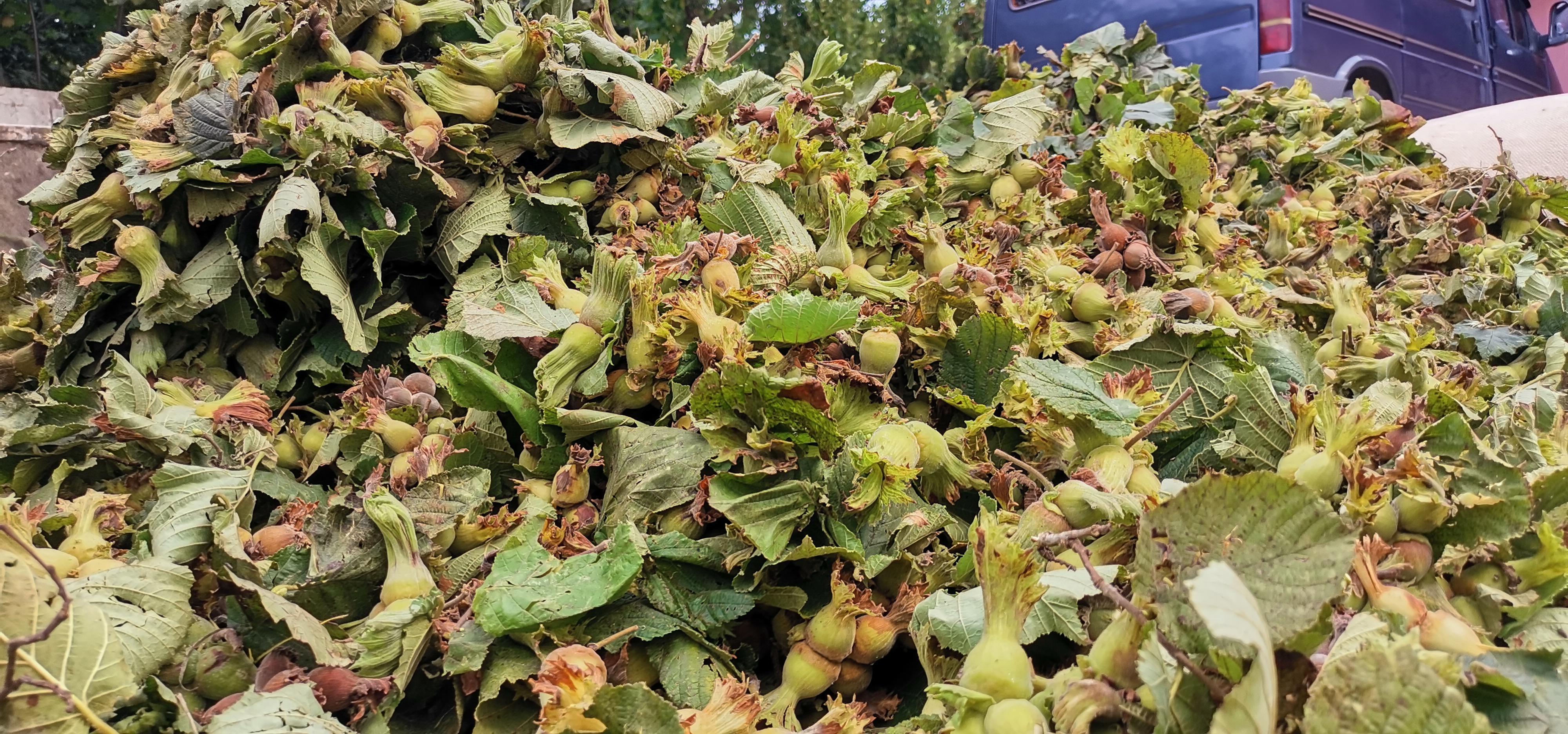 Karadenizde fındık hasadı başladı