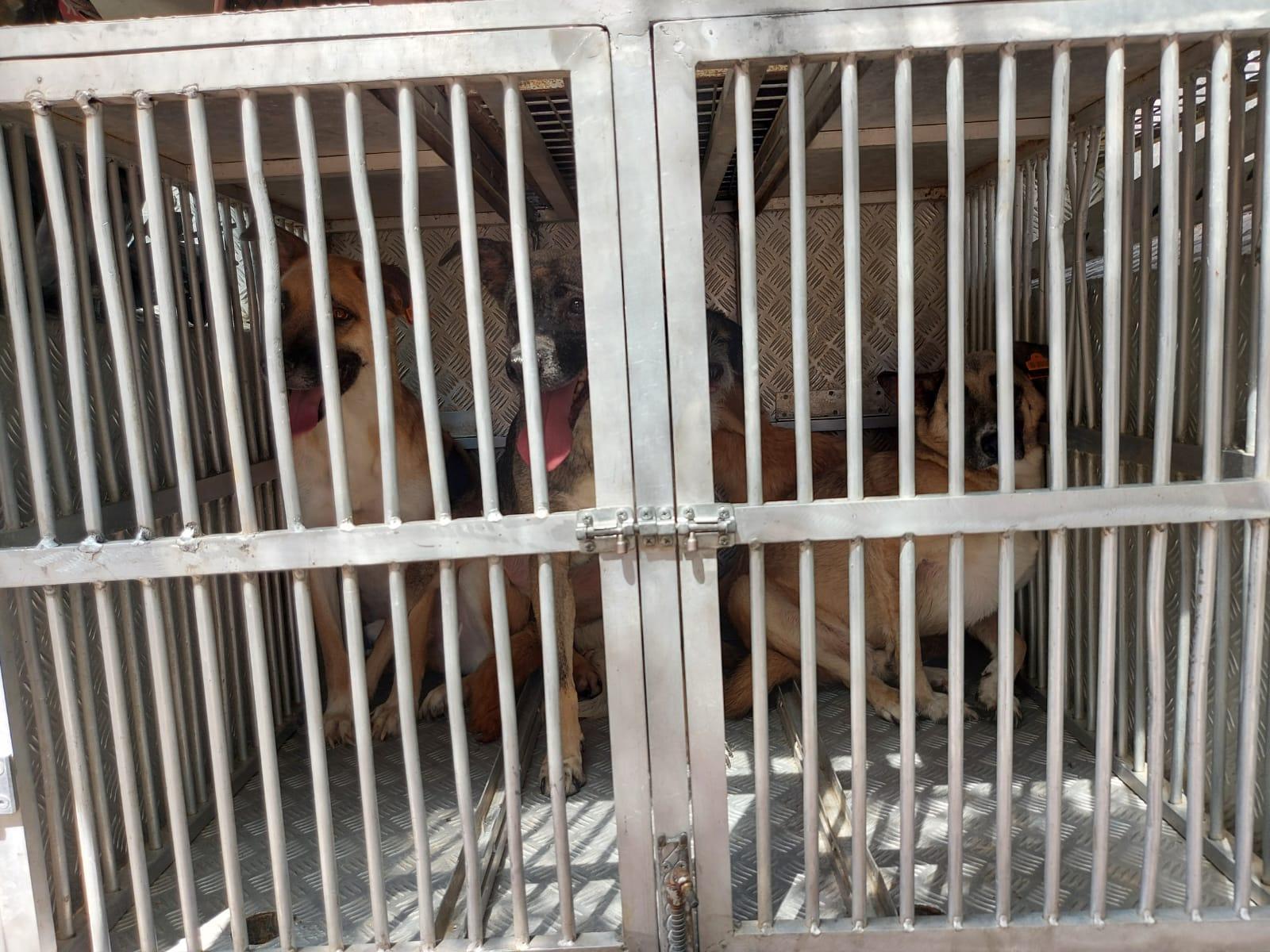 Bahçesinde 10 ölü köpek bulunan kadın tutuklandı