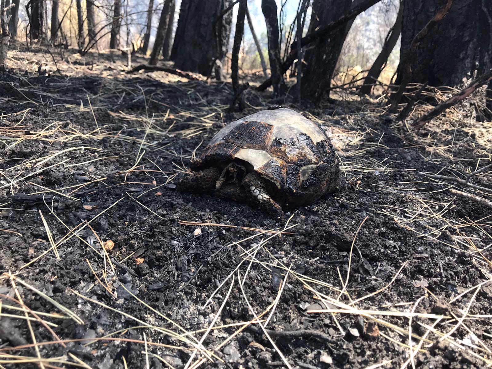 Sütçüler orman yangını 8inci günde kontrol altında