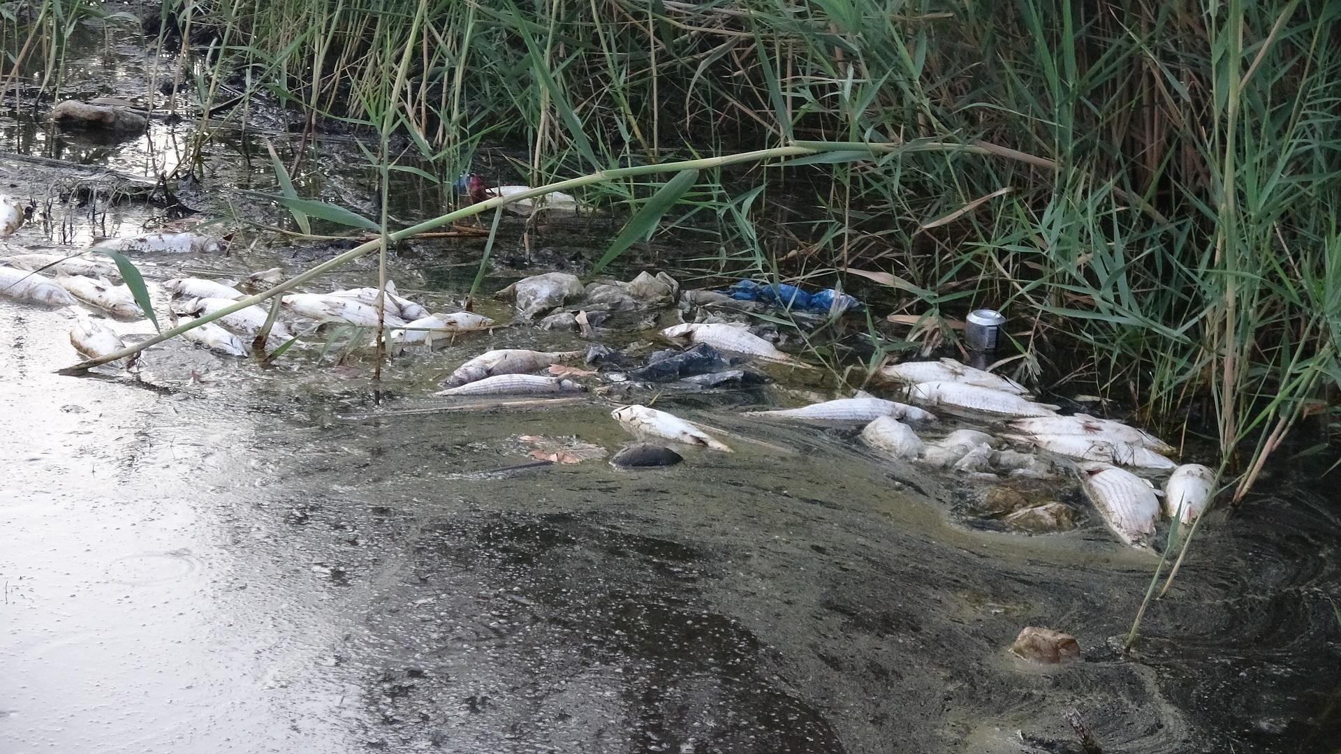 Mersinde derede toplu balık ölümü tedirginliği