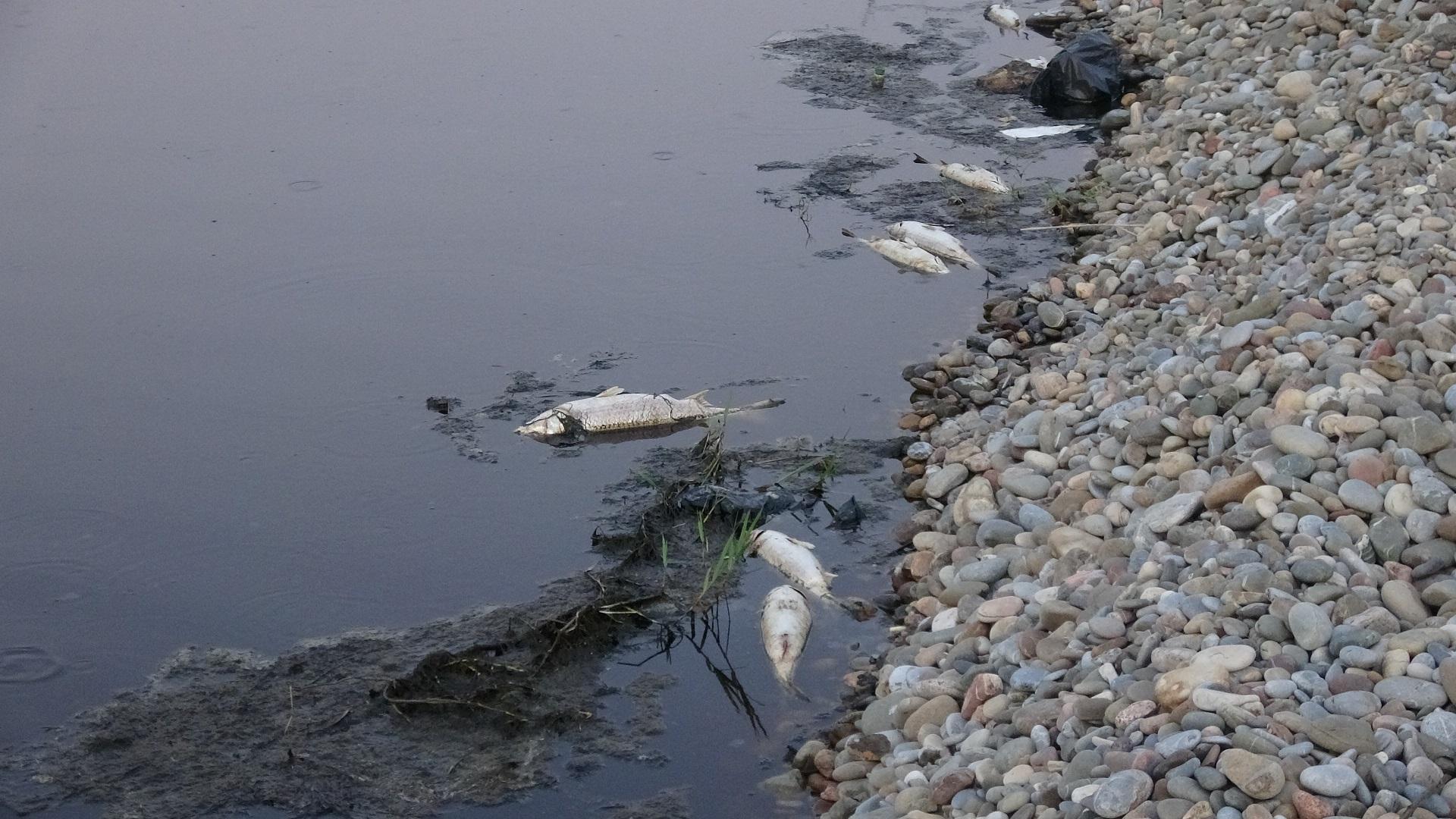 Mersinde derede toplu balık ölümü tedirginliği