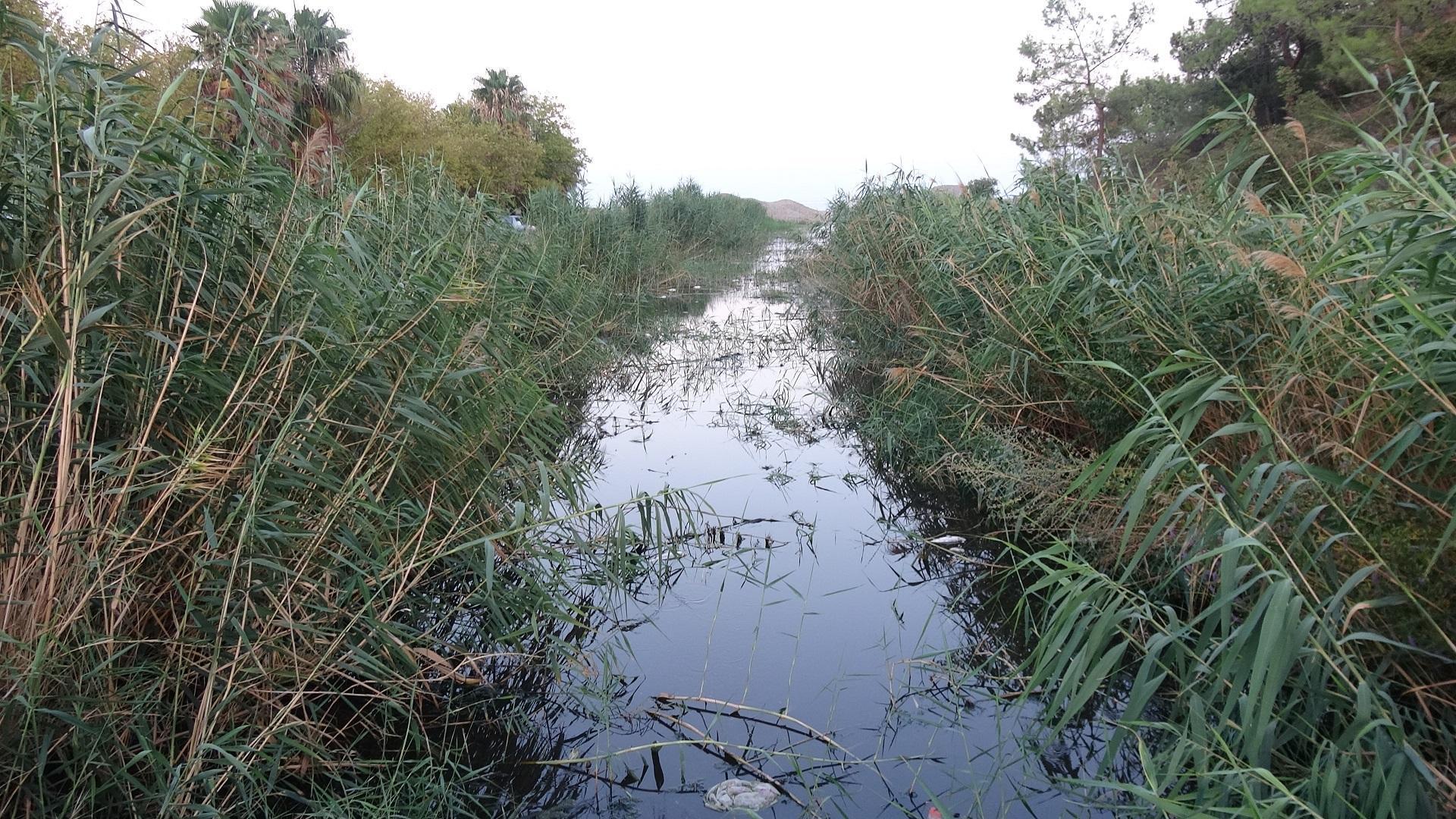 Mersinde derede toplu balık ölümü tedirginliği