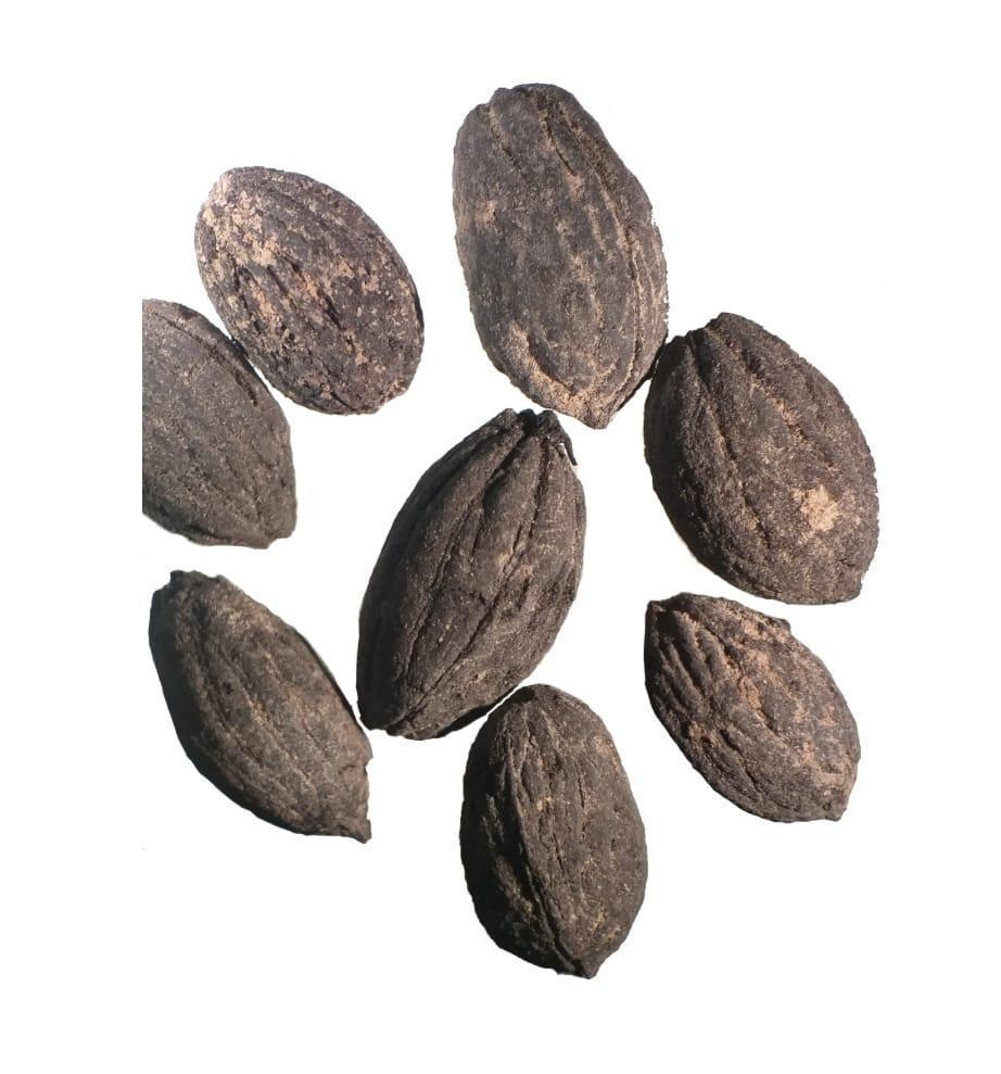 Zeytinin binlerce yıllık yolculuğu gün yüzüne çıkıyor