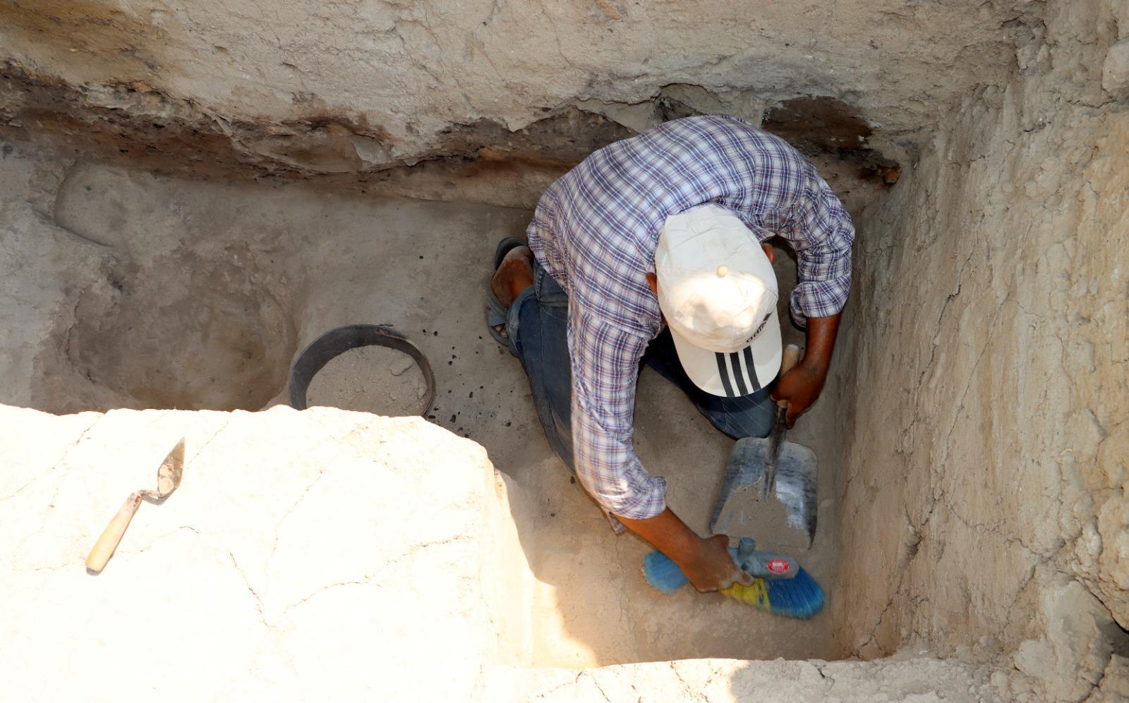 Zeytinin binlerce yıllık yolculuğu gün yüzüne çıkıyor