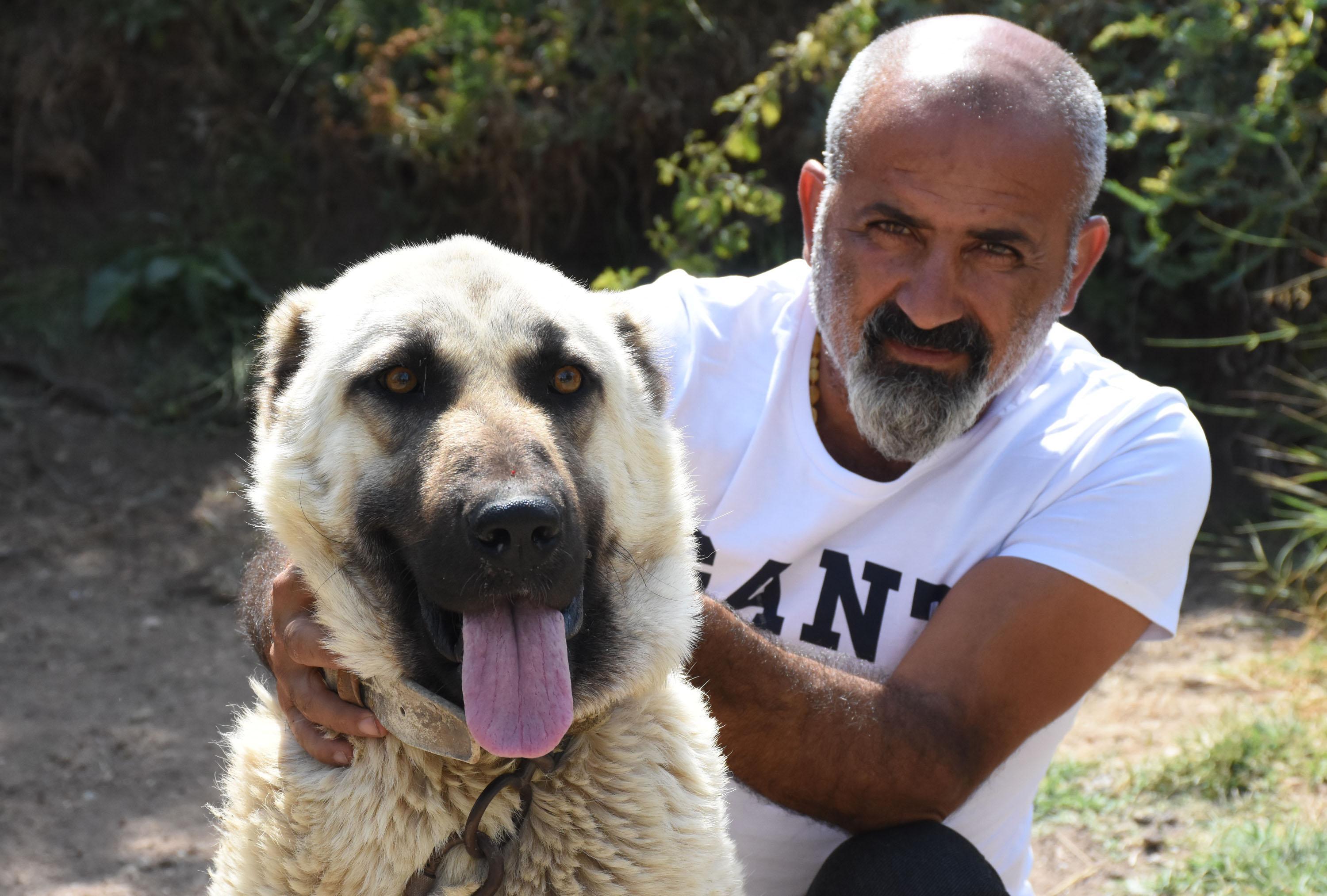 Kangal köpekleri içgüdüsel koruma özelliğine sahip