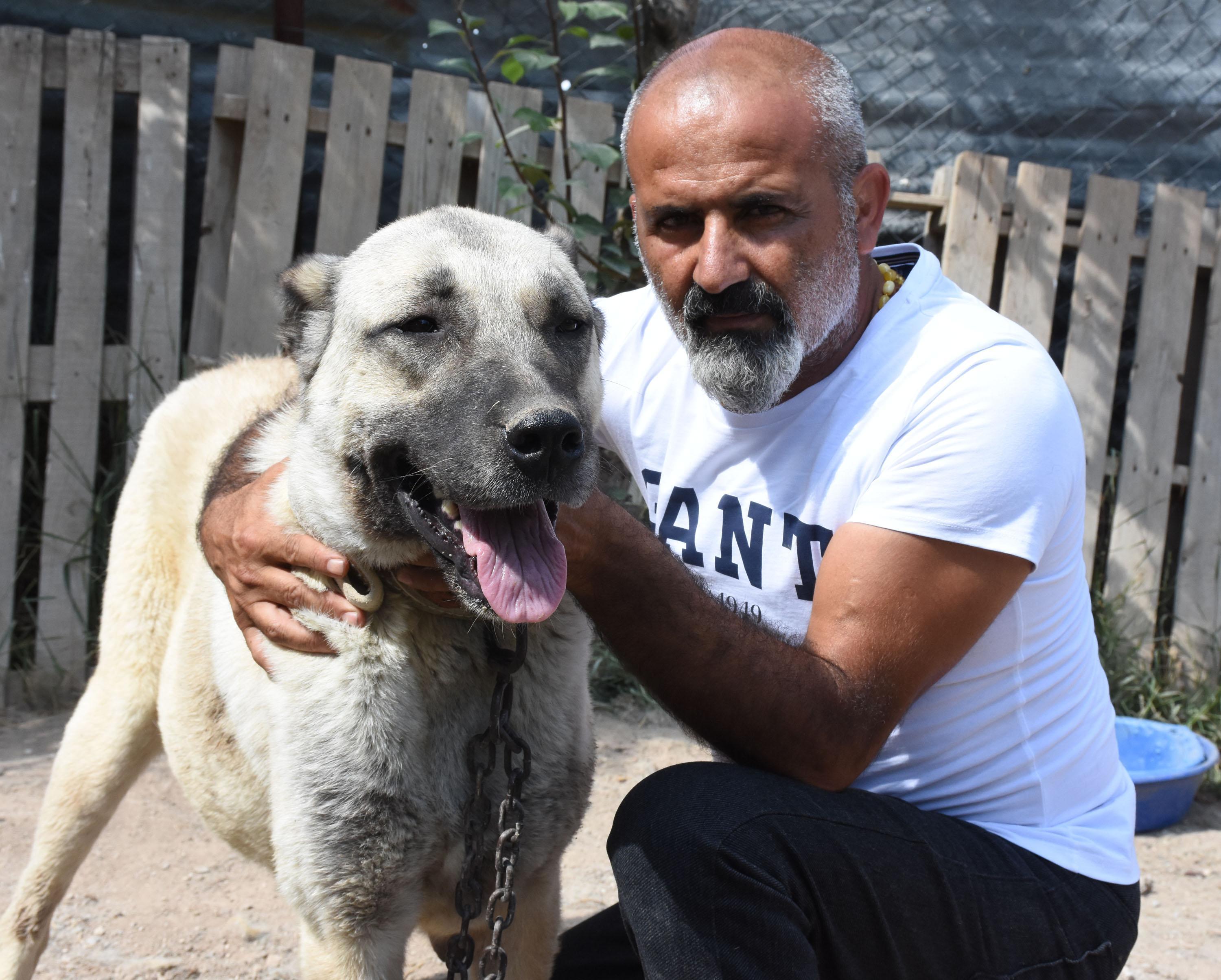 Kangal köpekleri içgüdüsel koruma özelliğine sahip