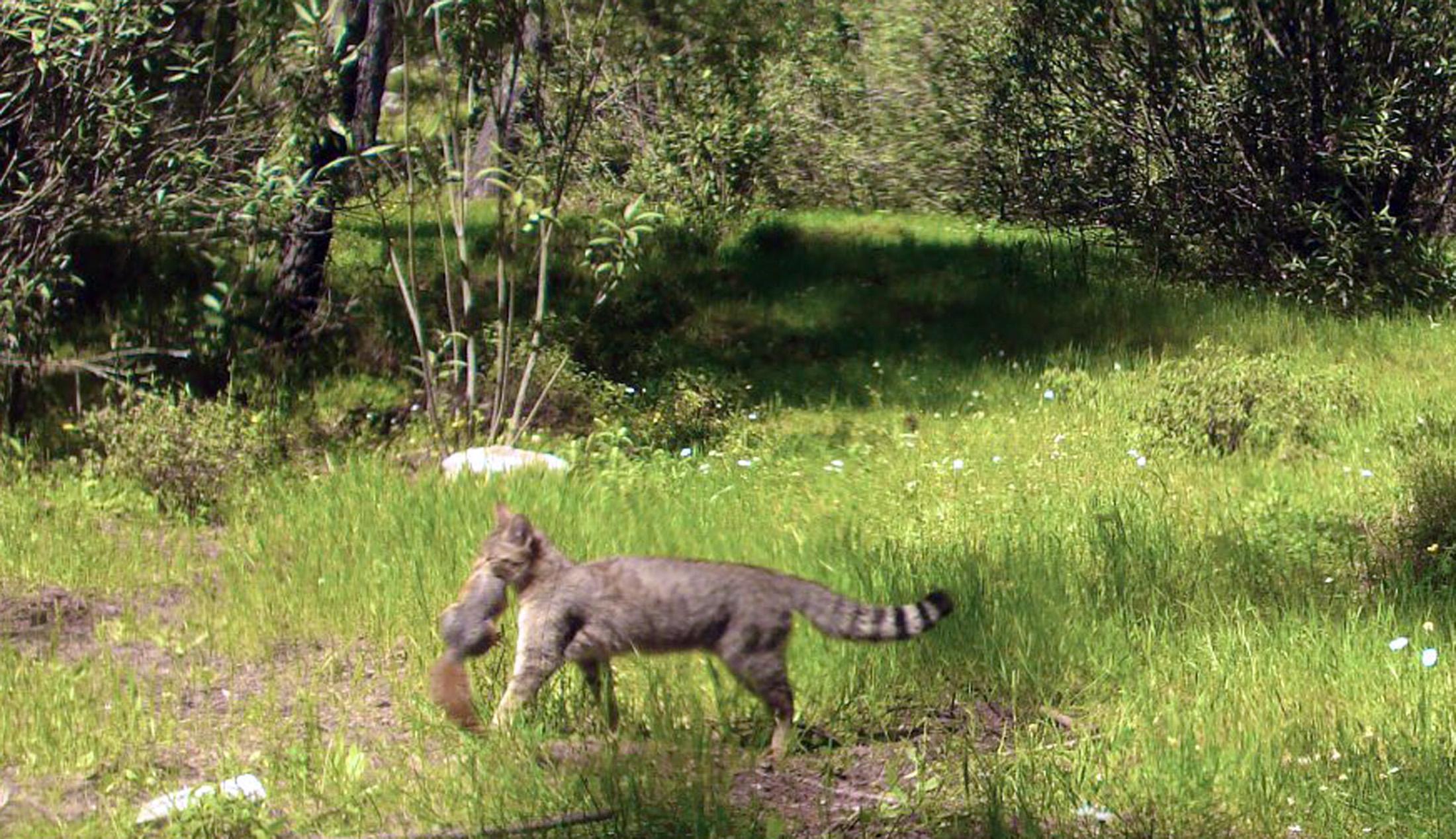 Muğlada 65 bin hektar yandı; karakulak ve yaban kedisi ormanı yok oluyor