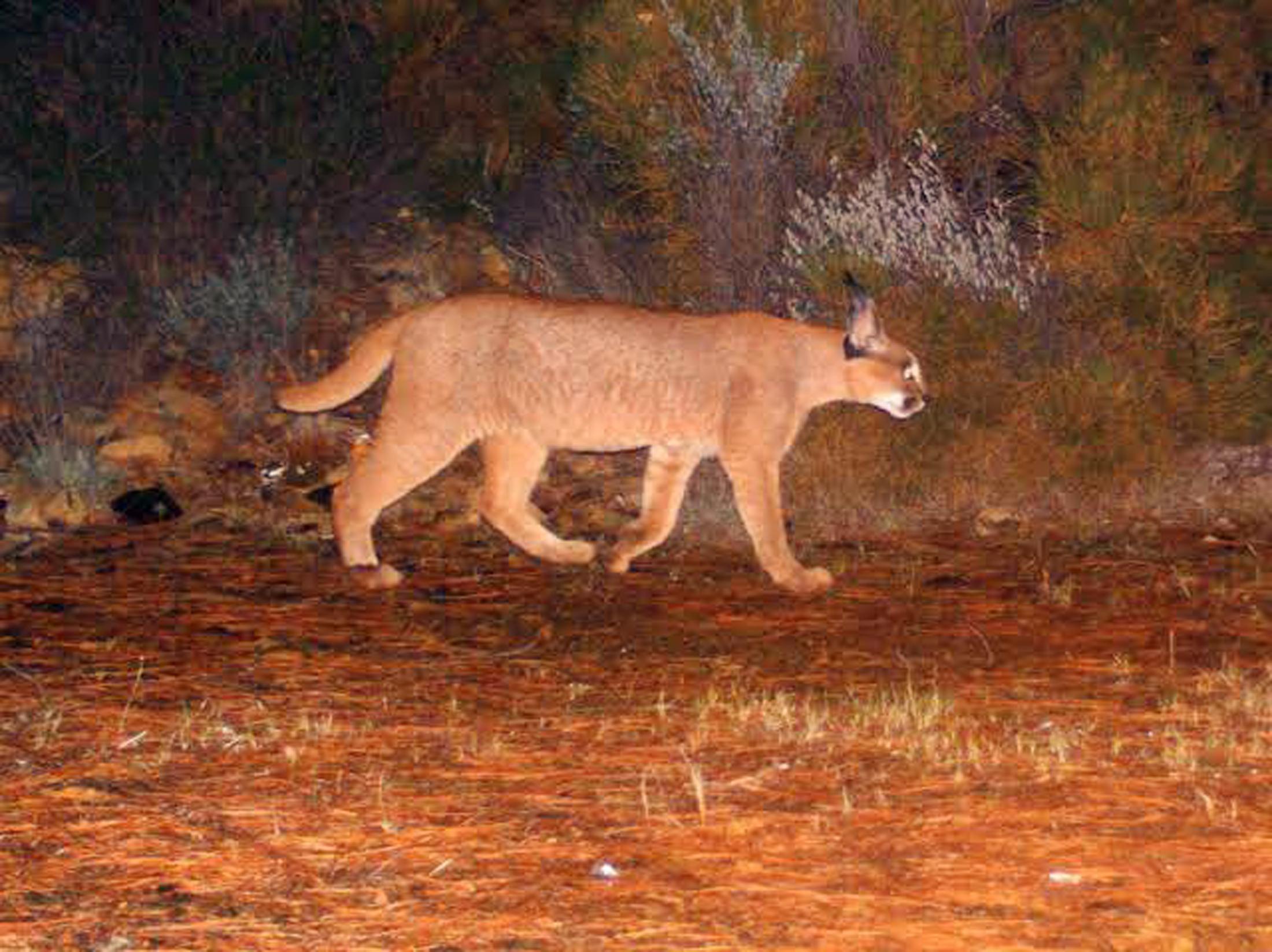 Muğlada 65 bin hektar yandı; karakulak ve yaban kedisi ormanı yok oluyor