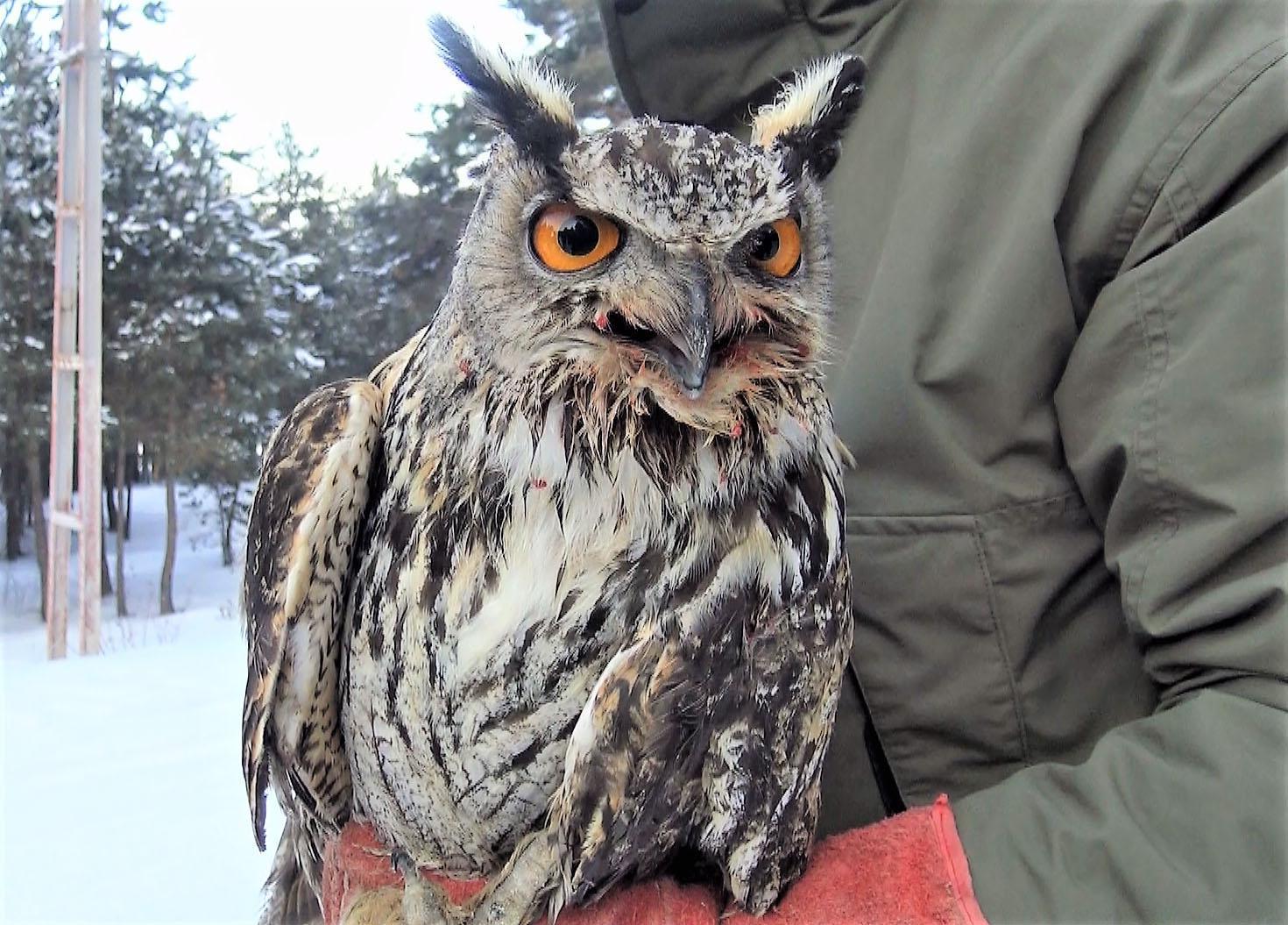 Soğuktan bitkin düşen puhu kuşu, rehabilite edilip doğaya salındı