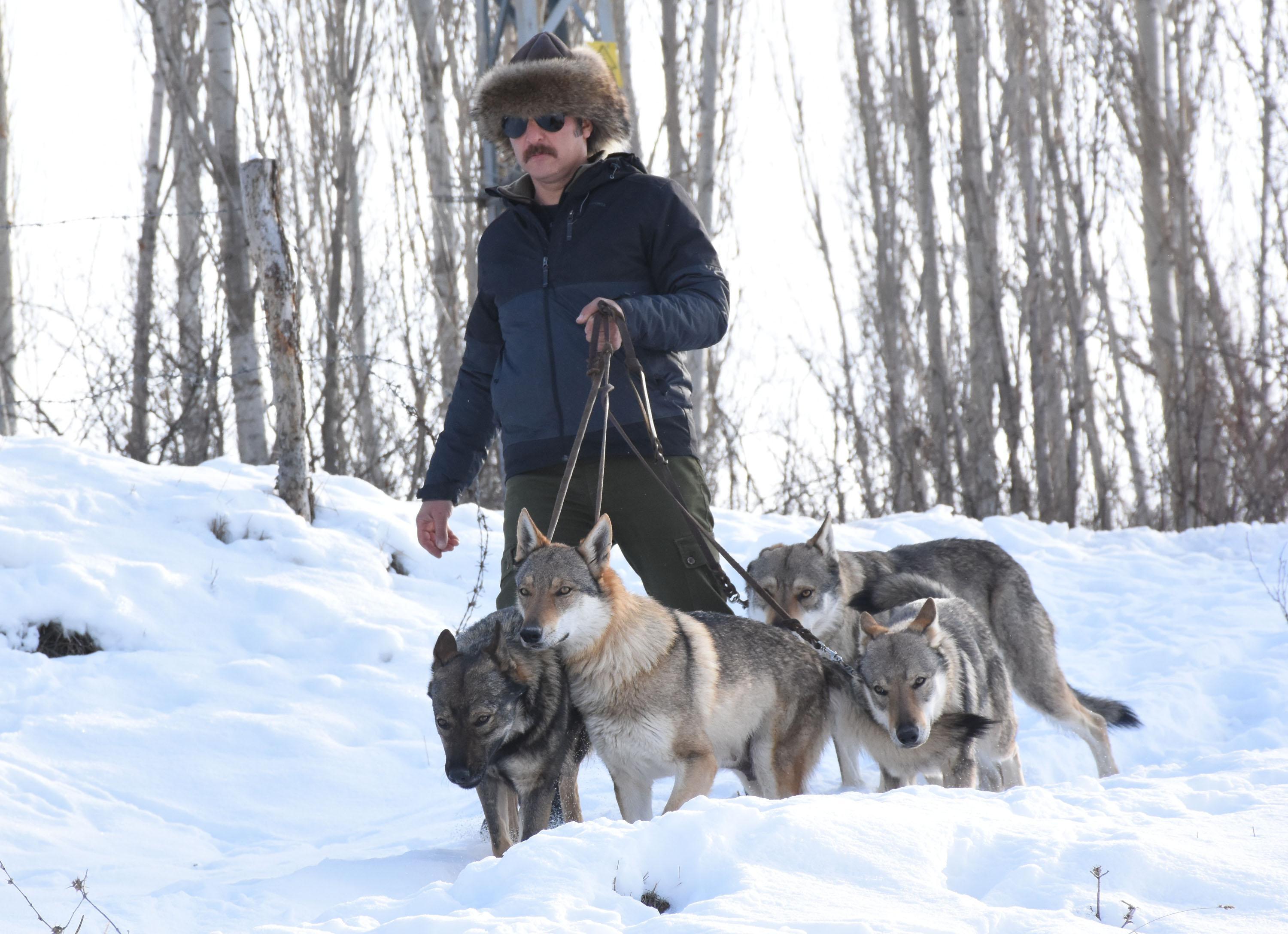 Özel yetiştirdiği kurtlarıyla dağlarda geziyor