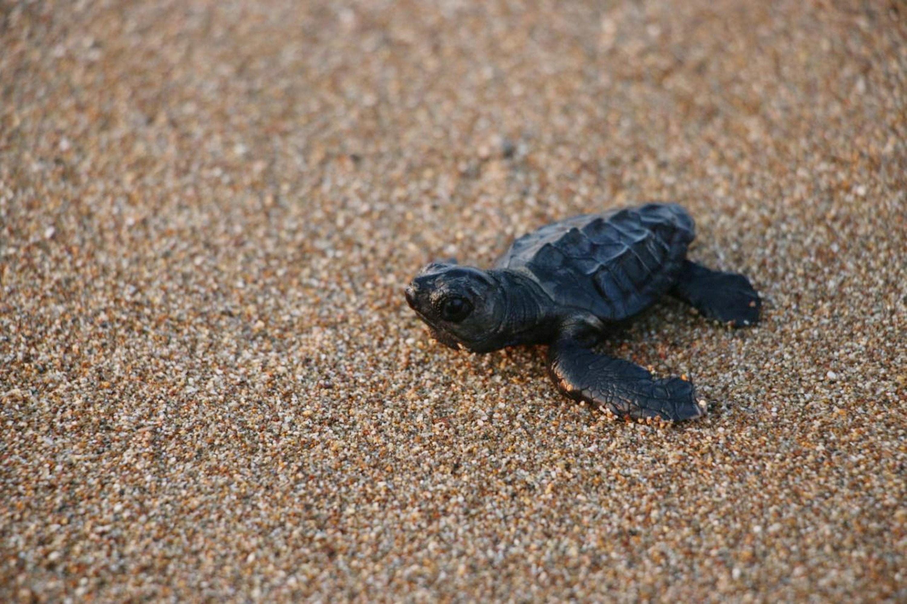 Manavgatta denize ulaşan yavru caretta caretta sayısı 2 kat arttı