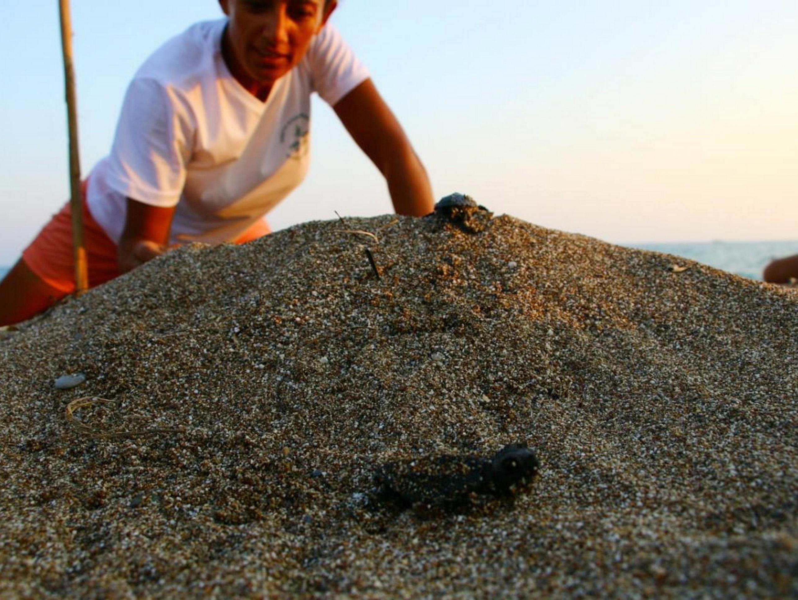 Manavgatta denize ulaşan yavru caretta caretta sayısı 2 kat arttı