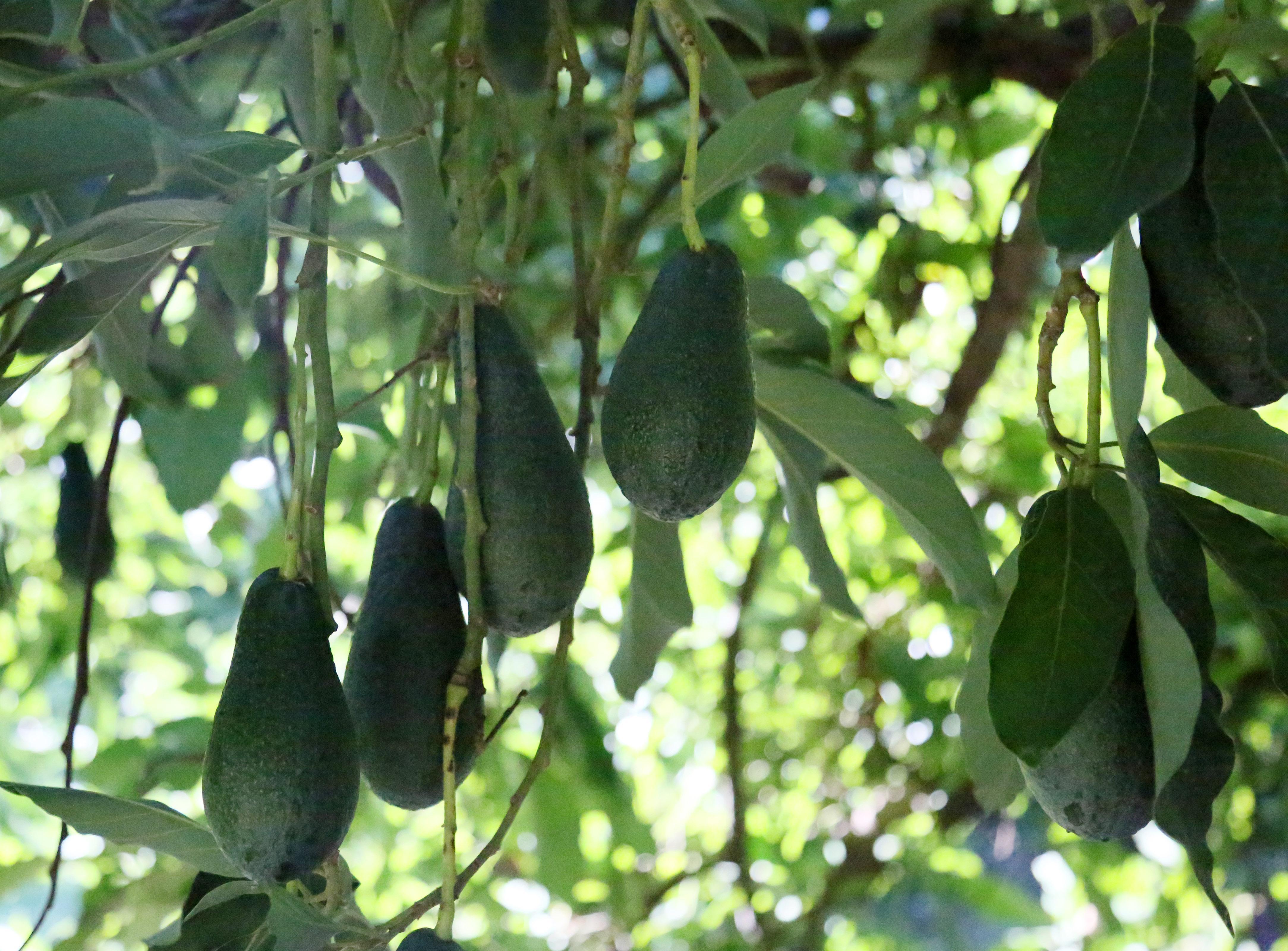 Türkiyenin avokado merkezi Antalya