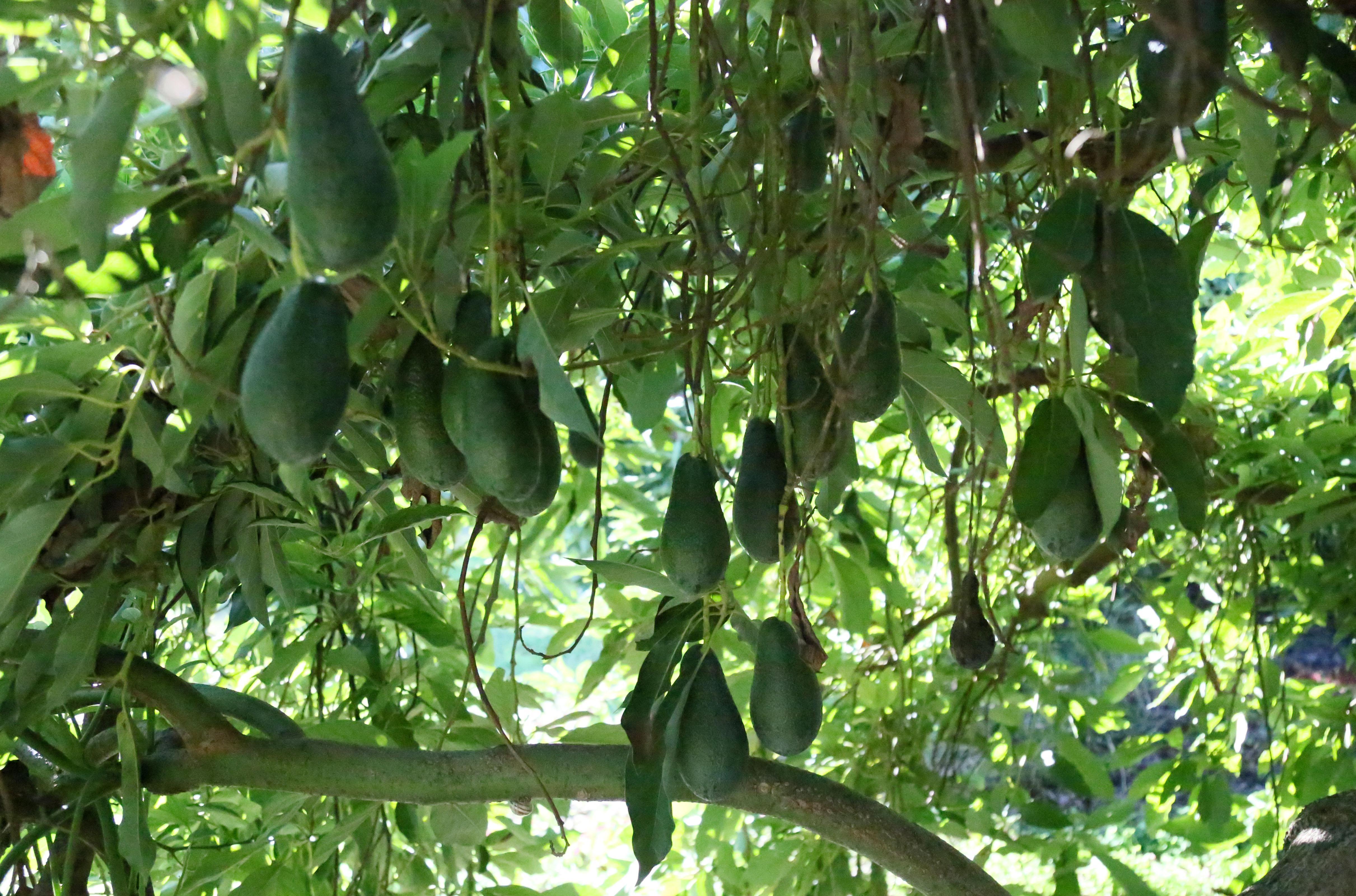 Türkiyenin avokado merkezi Antalya