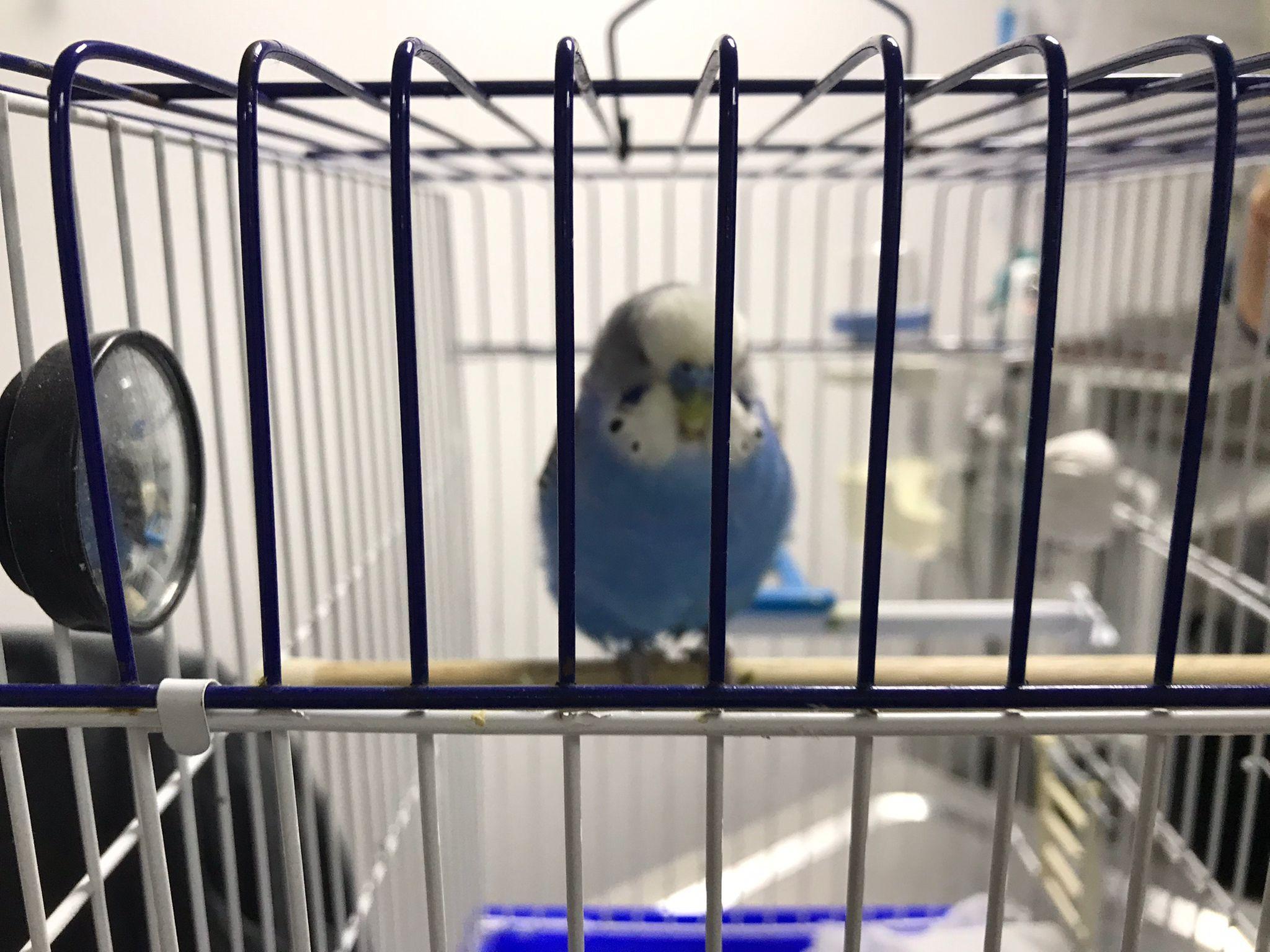 33 gramlık muhabbet kuşundan 8 gram tümör alındı