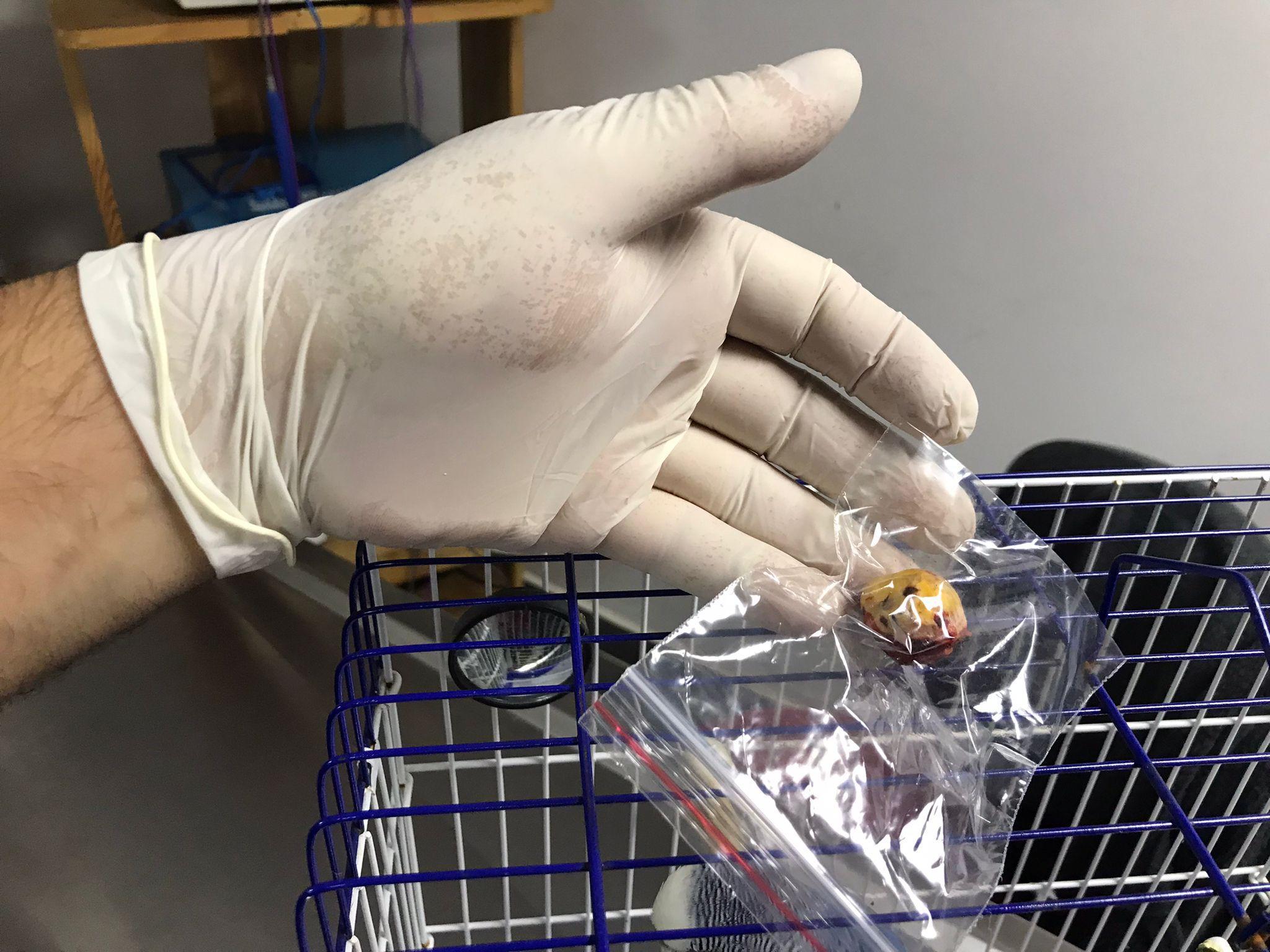 33 gramlık muhabbet kuşundan 8 gram tümör alındı