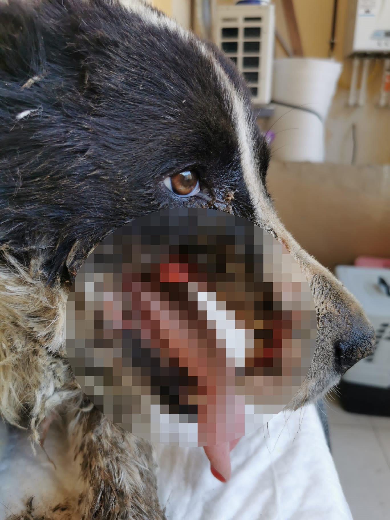 Azerbaycanda tüfekle yaralanan köpek, Türkiyede tedavi edilip Emekli Hayvanlar Çiftliğine yerleştirildi