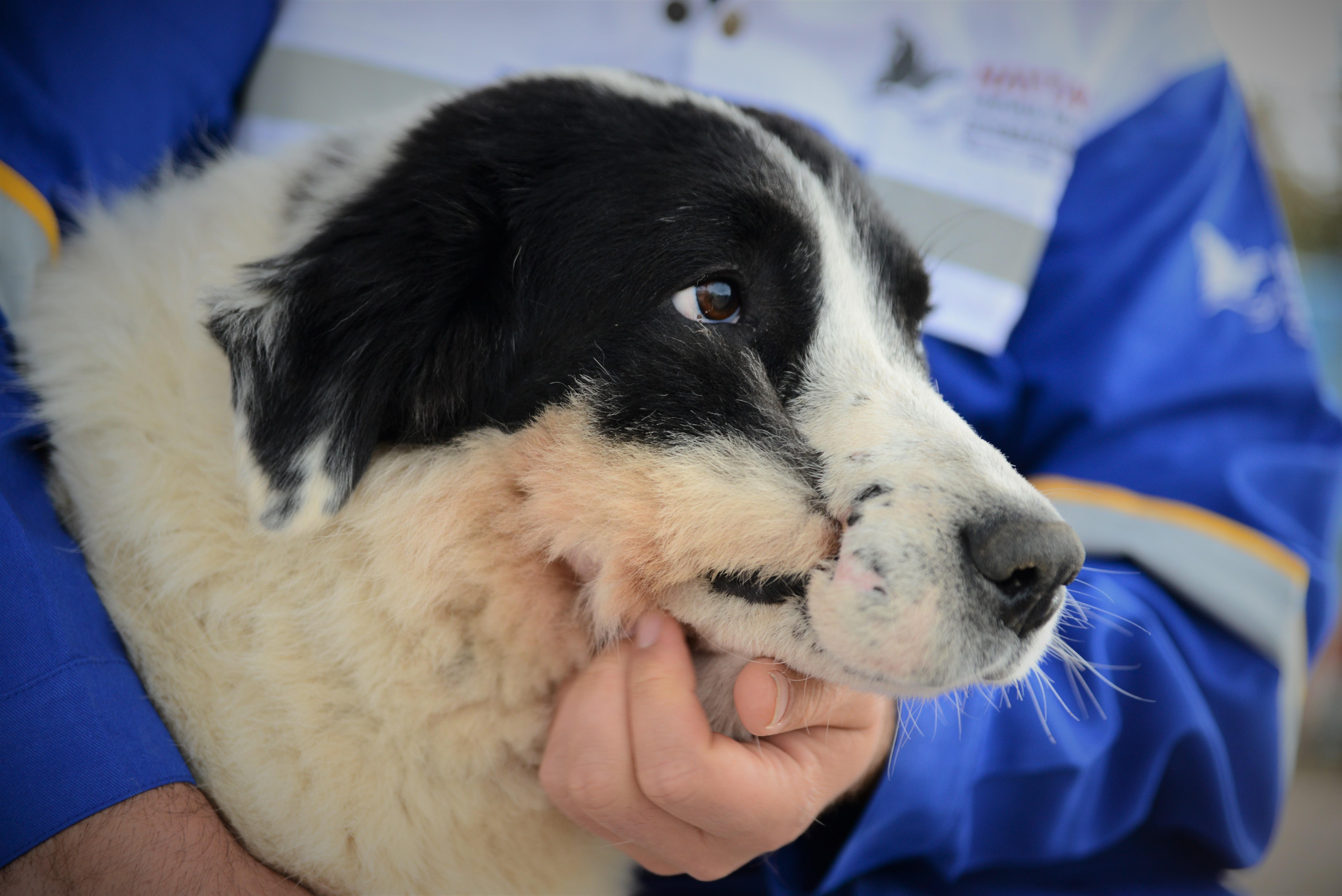 Azerbaycanda tüfekle yaralanan köpek, Türkiyede tedavi edilip Emekli Hayvanlar Çiftliğine yerleştirildi