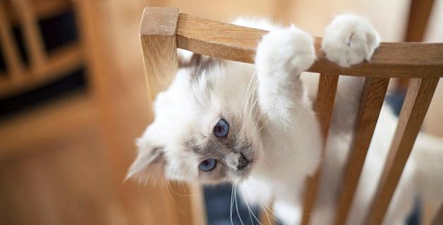 Veteriner hekimlerden ortak çağrı: Kedilerde düzenli sağlık kontrolleri şart