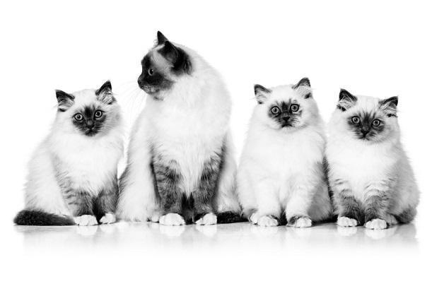 Veteriner hekimlerden ortak çağrı: Kedilerde düzenli sağlık kontrolleri şart