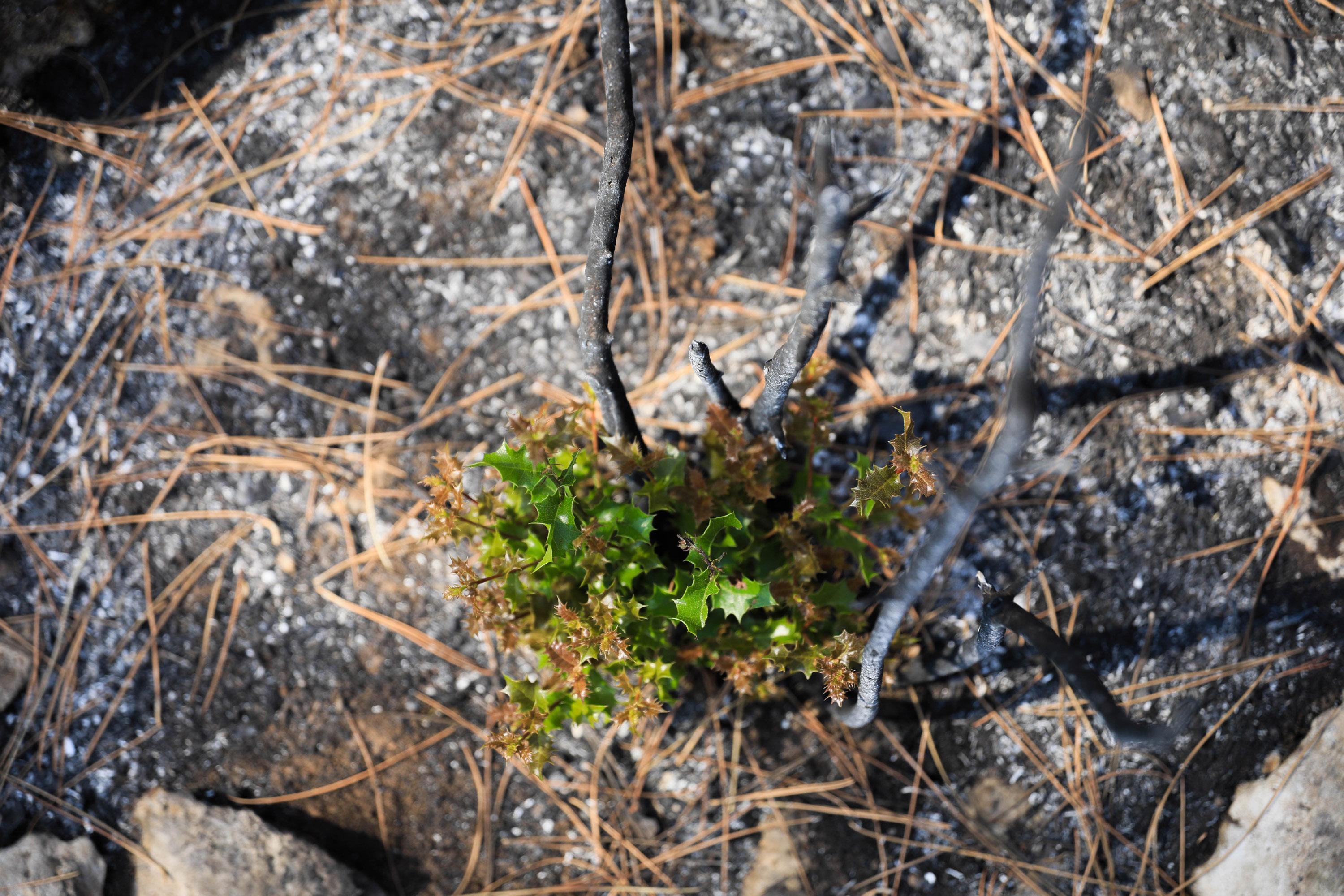 Yanan orman küllerinden doğuyor; 7 bitki türü filizlendi