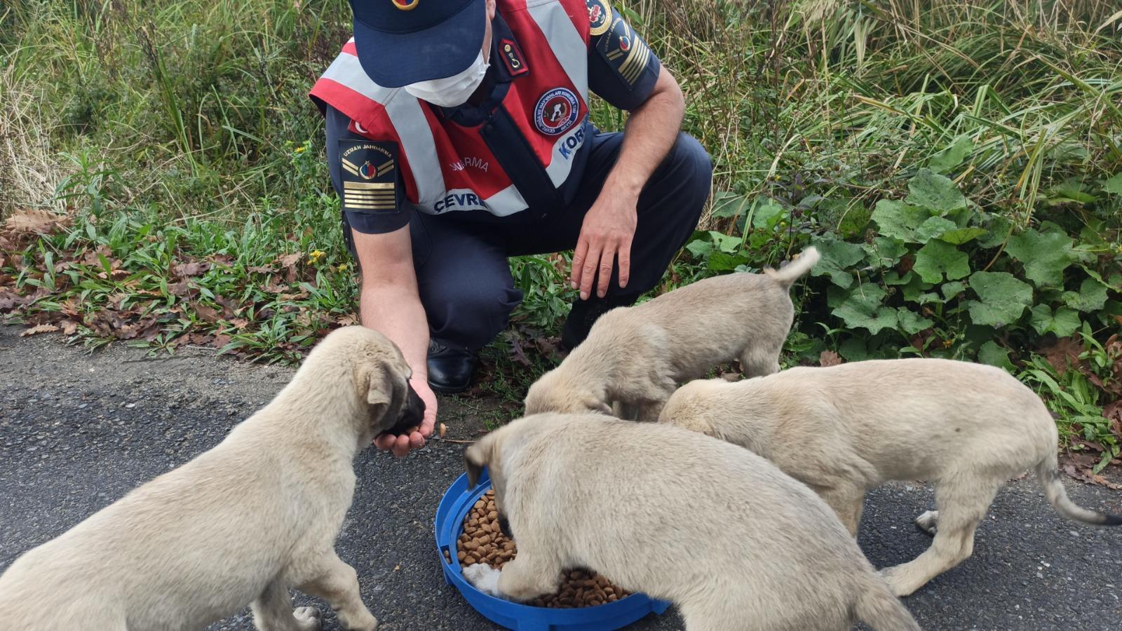 Gendarmerie took care of stray animals for World Animal Day