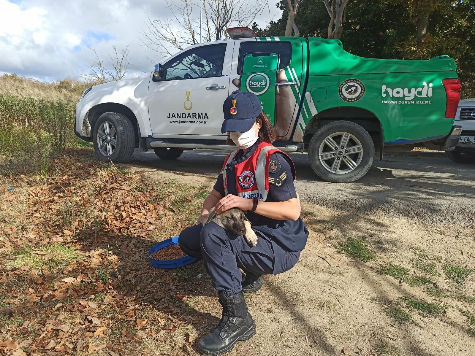 Gendarmerie took care of stray animals for World Animal Day