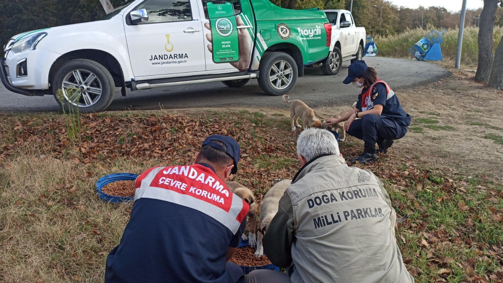 Gendarmerie took care of stray animals for World Animal Day