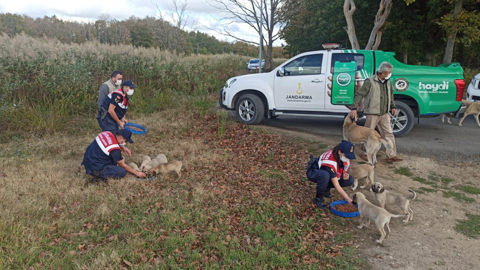 Gendarmerie took care of stray animals for World Animal Day