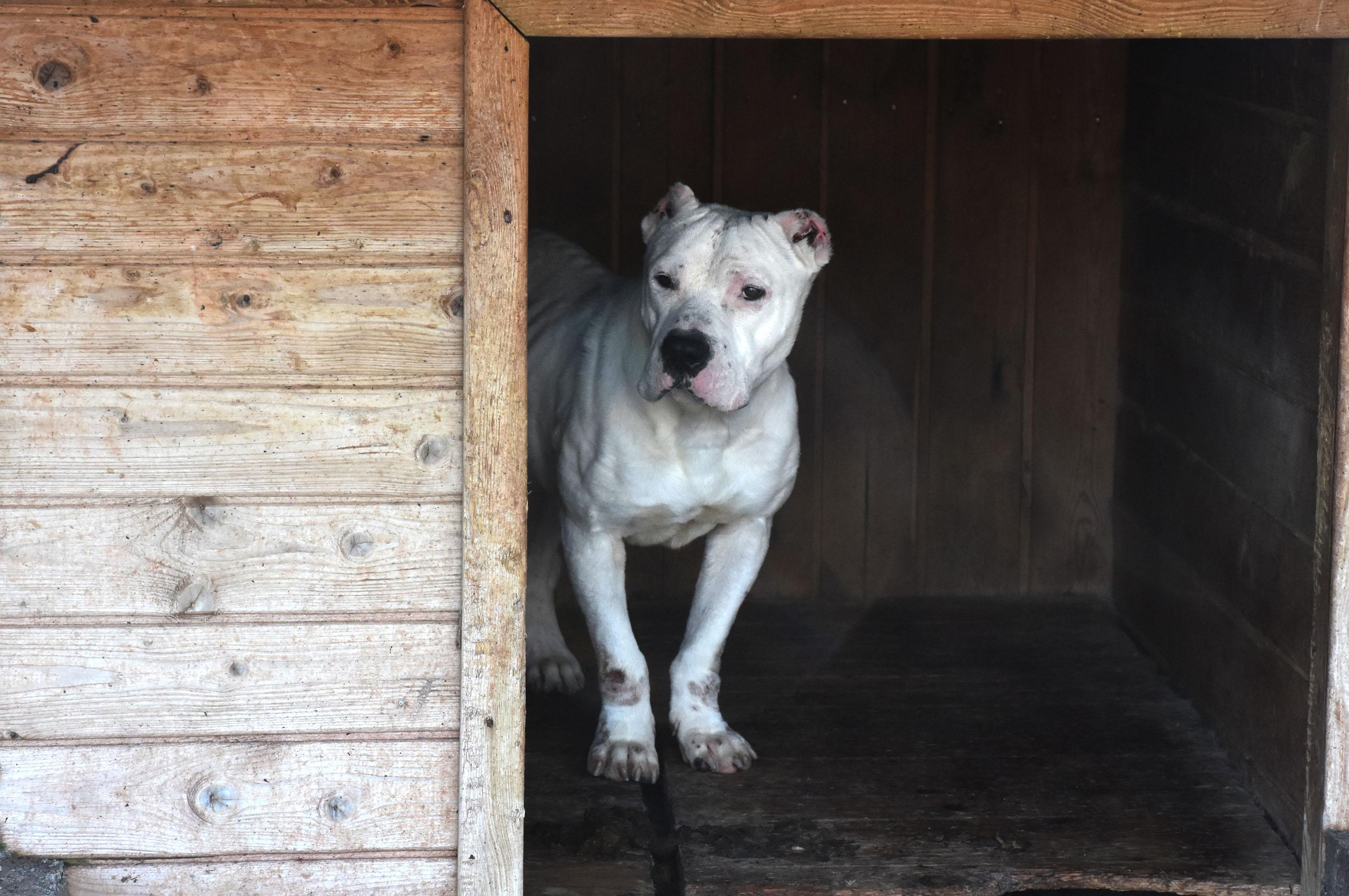 Sivasta 6 ayda 40 yasaklı ırk teslim edildi