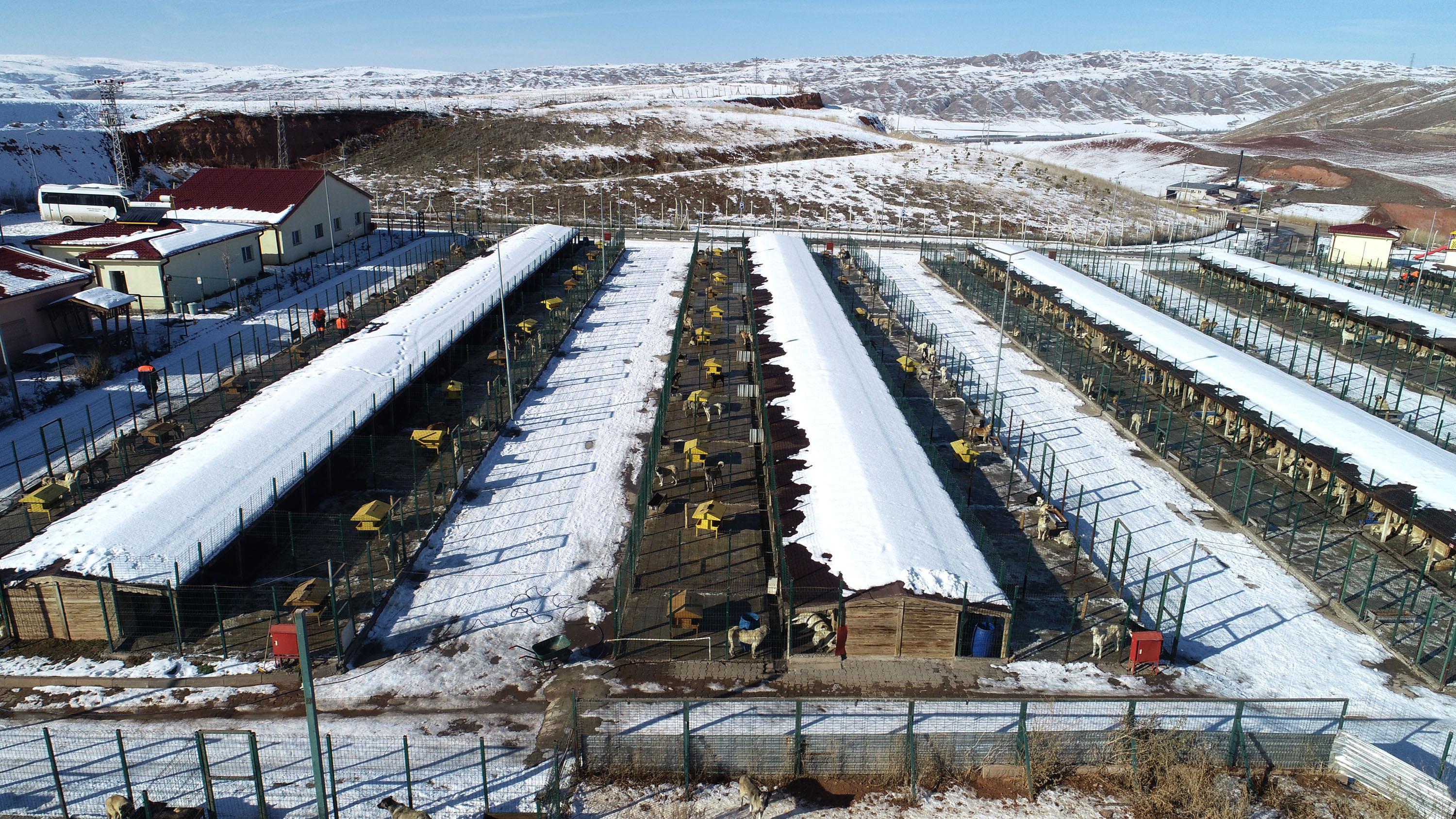 Sivasta 6 ayda 40 yasaklı ırk teslim edildi