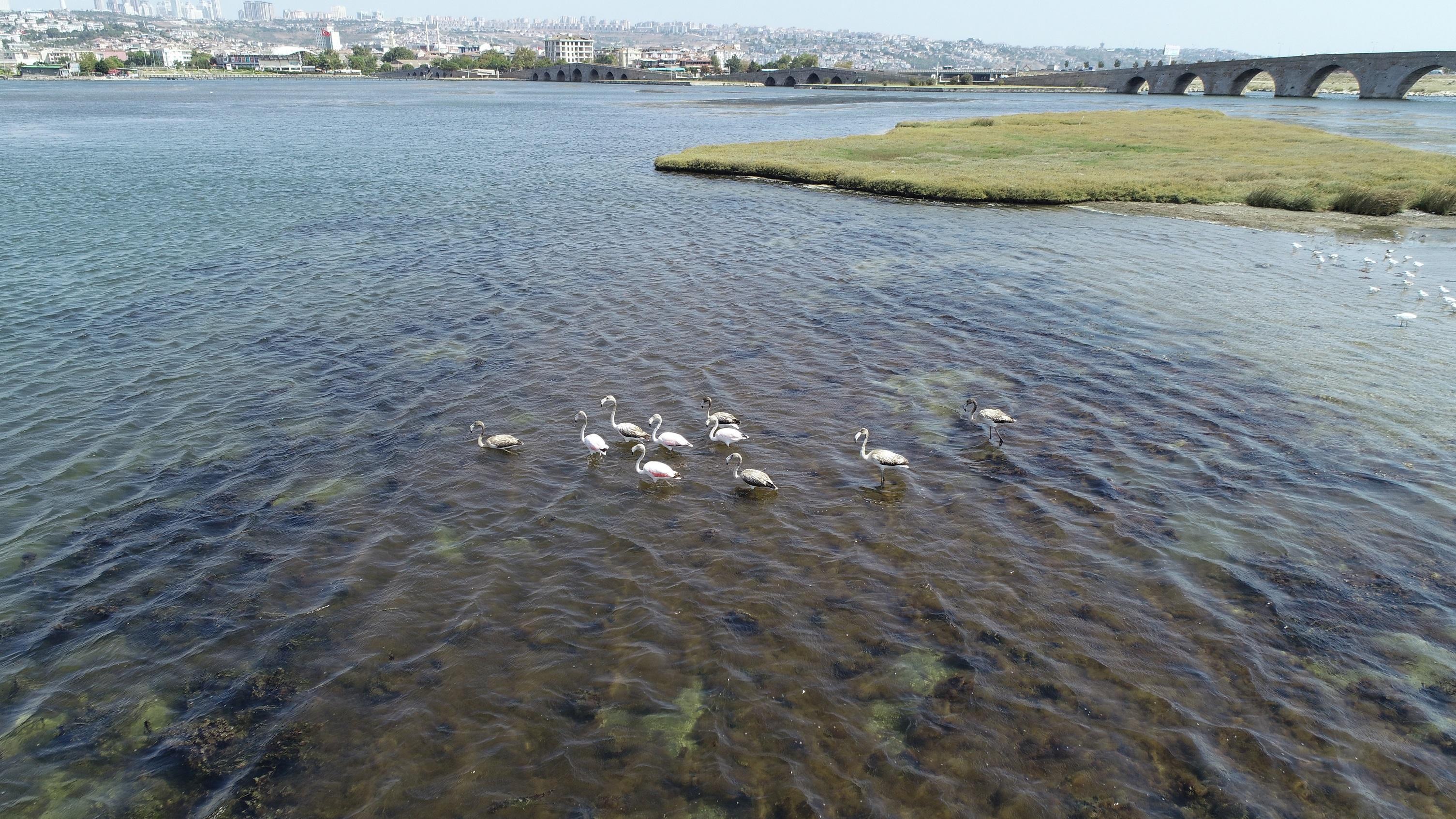 Büyükçekmece Gölünde flamingo sürprizi