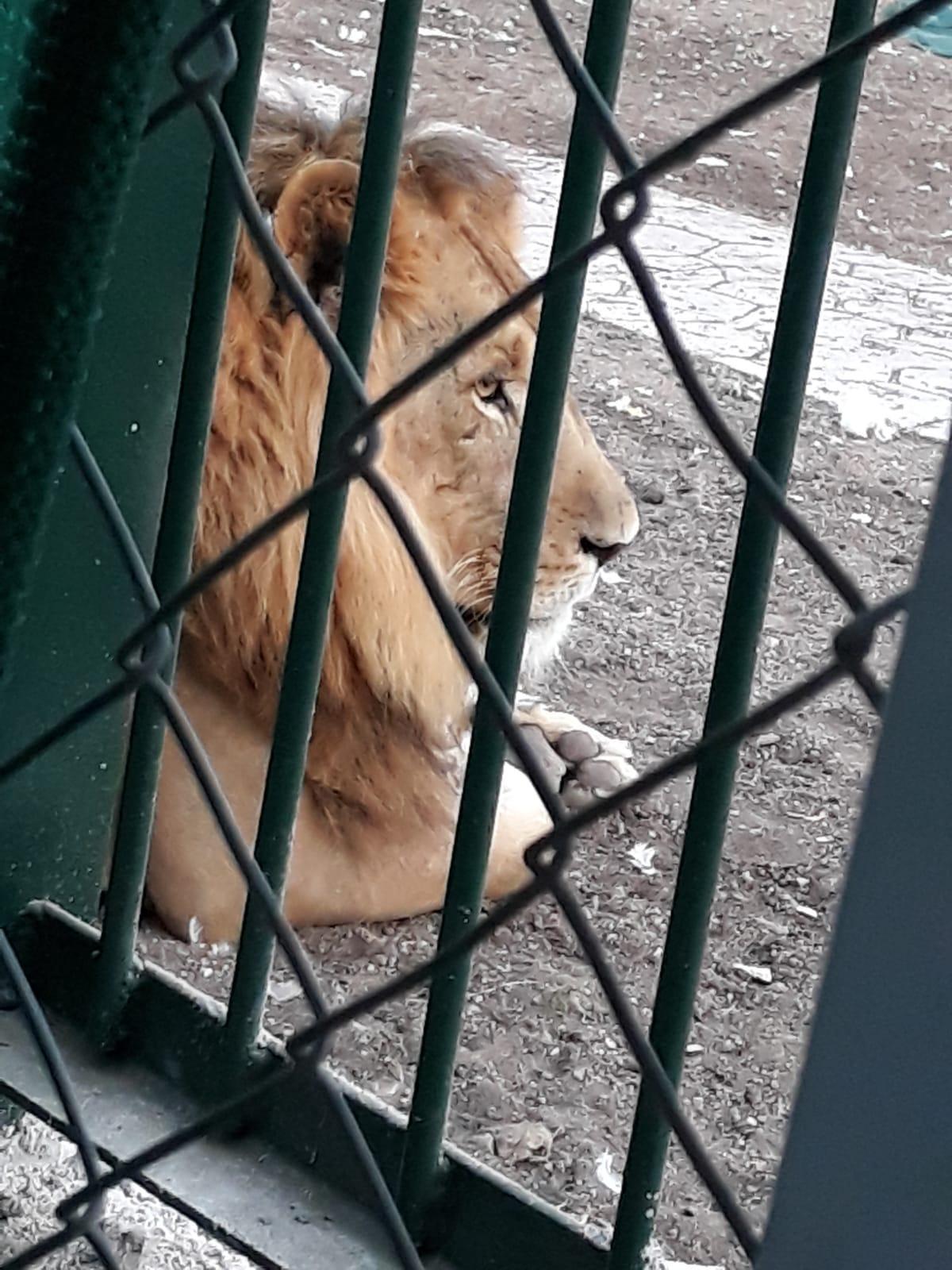 Aslanlar kükredi mahalleli ayağa kalktı