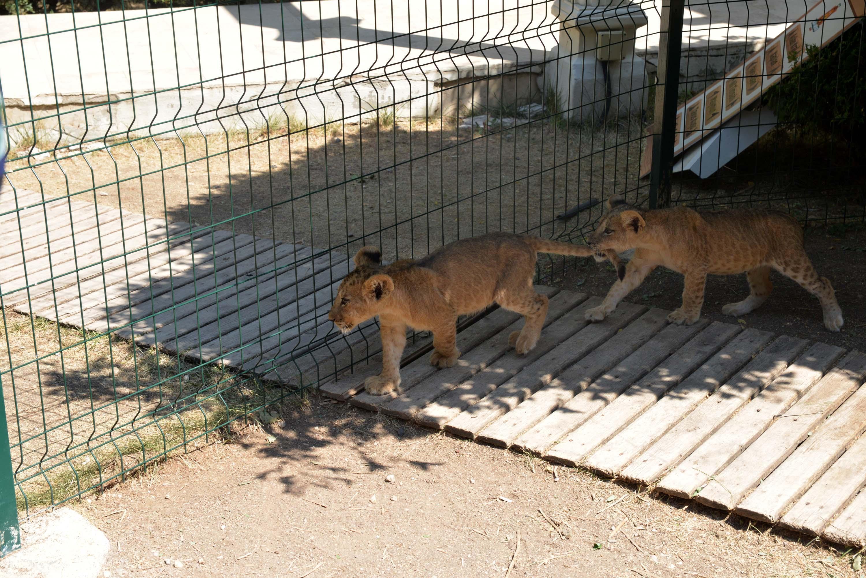 Aslanlar kükredi mahalleli ayağa kalktı