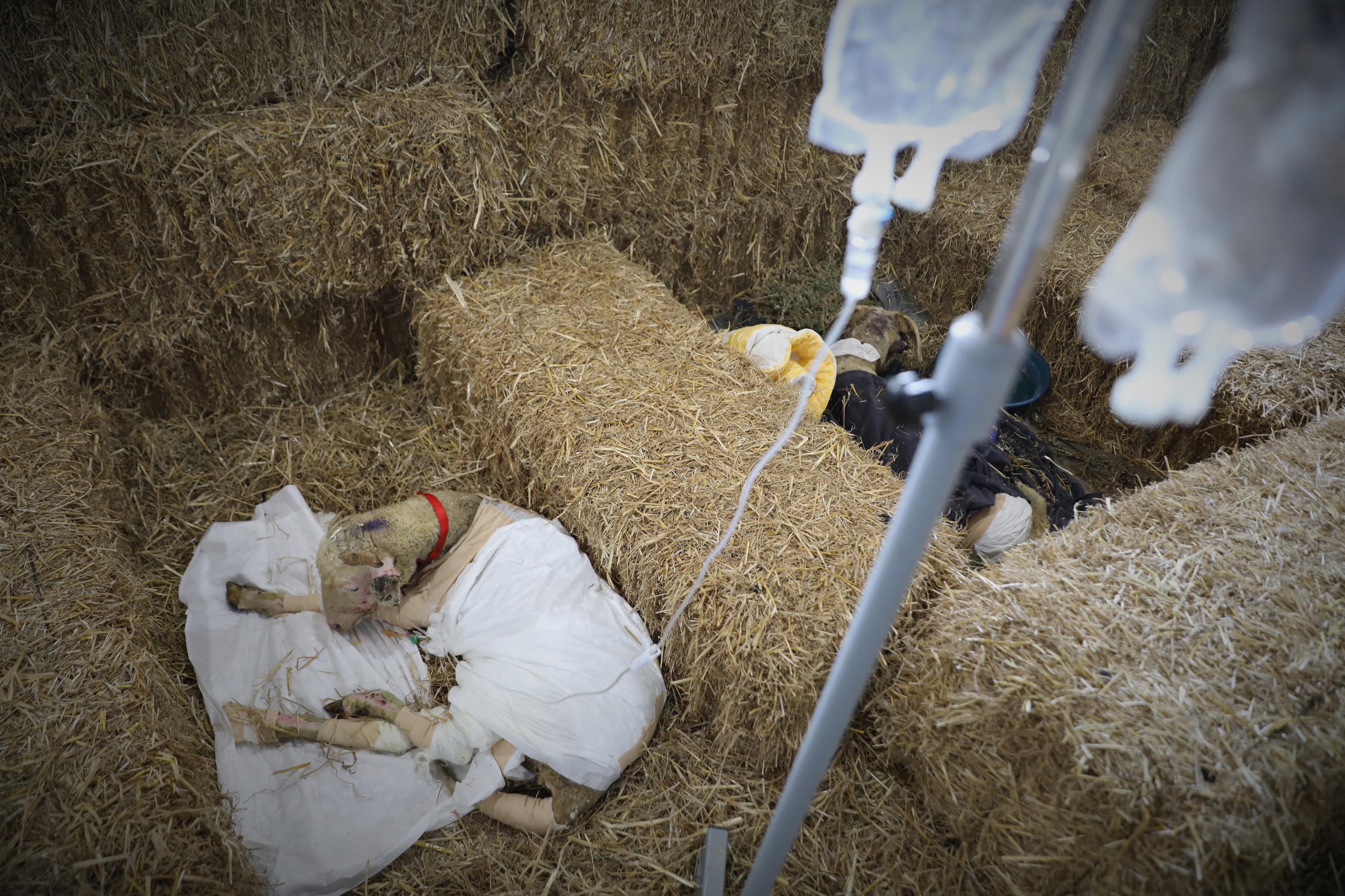 Antalya yangınında yaralanan hayvanlar, Bursadaki Emekli Hayvanlar Çiftliğinde