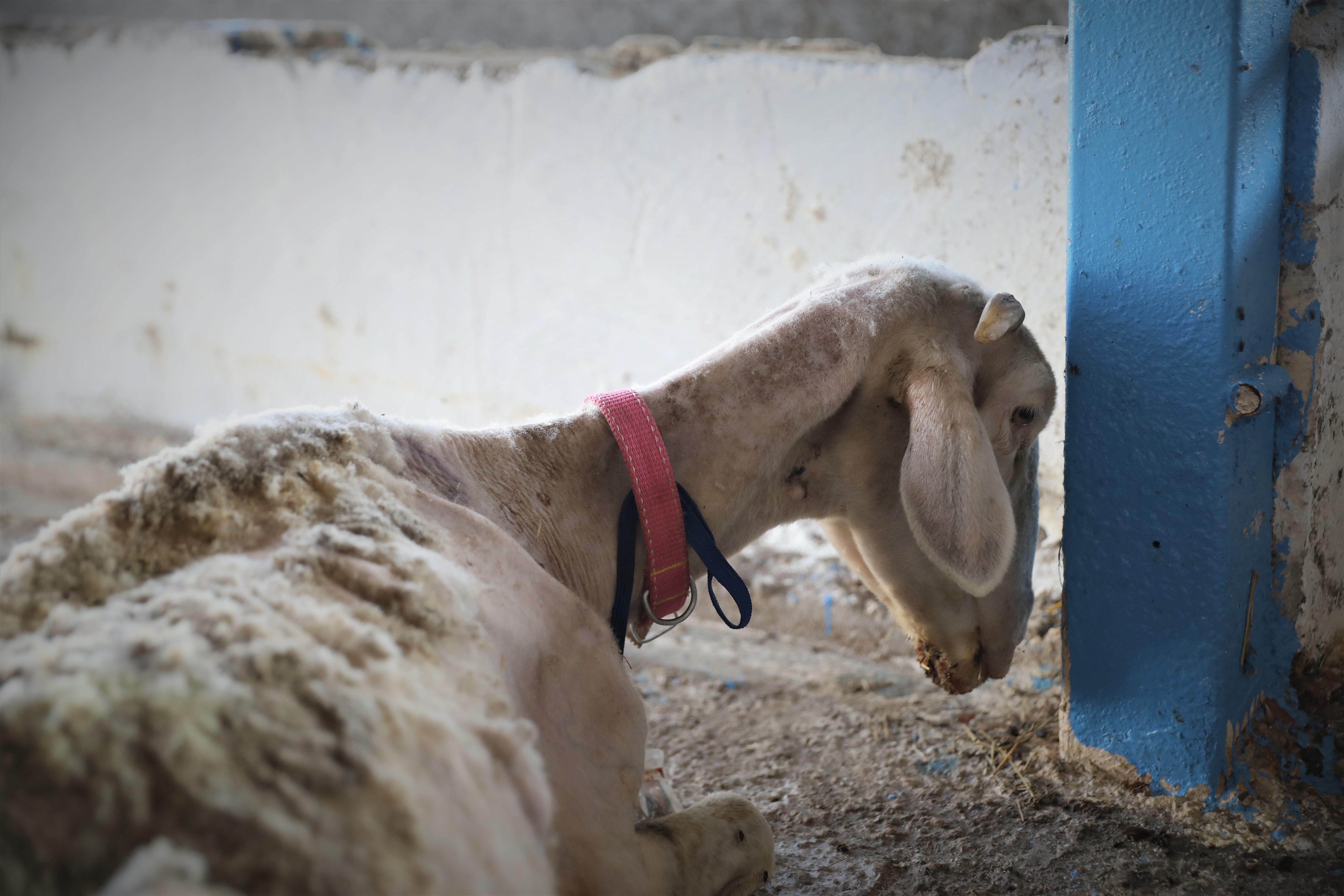 Antalya yangınında yaralanan hayvanlar, Bursadaki Emekli Hayvanlar Çiftliğinde
