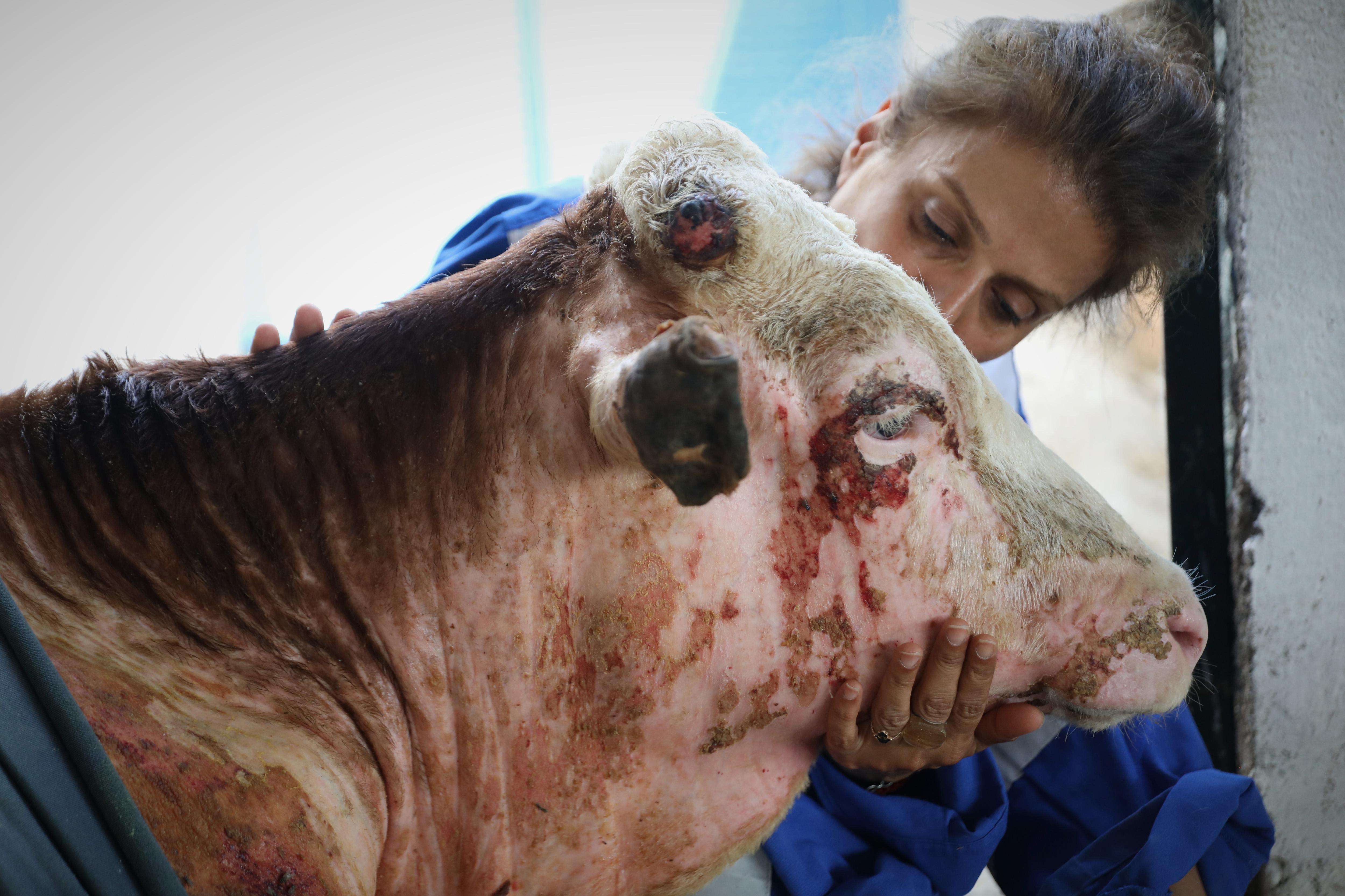 Antalya yangınında yaralanan hayvanlar, Bursadaki Emekli Hayvanlar Çiftliğinde