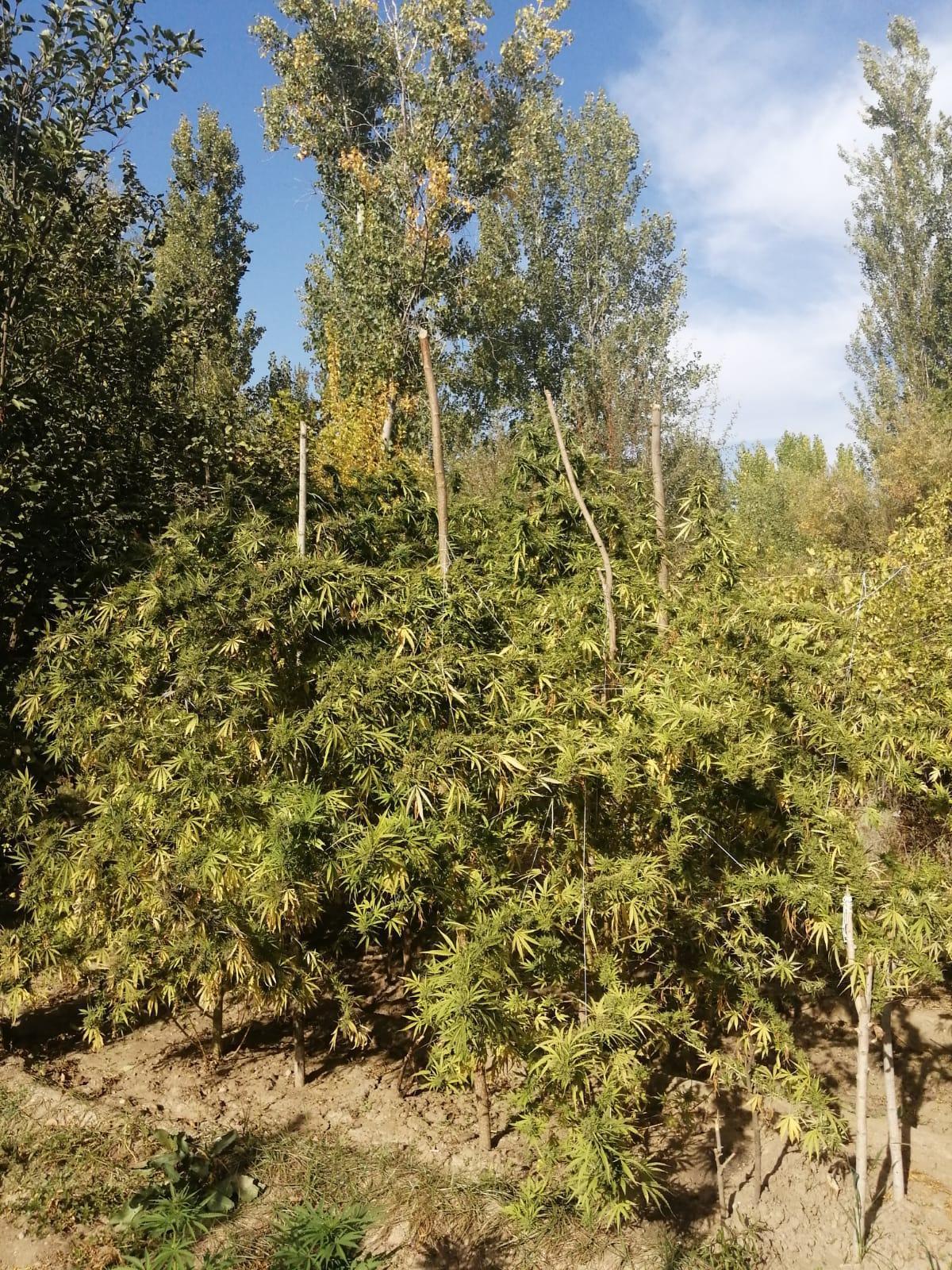 Hevsel Bahçelerine uyuşturucu operasyonu: 4 gözaltı