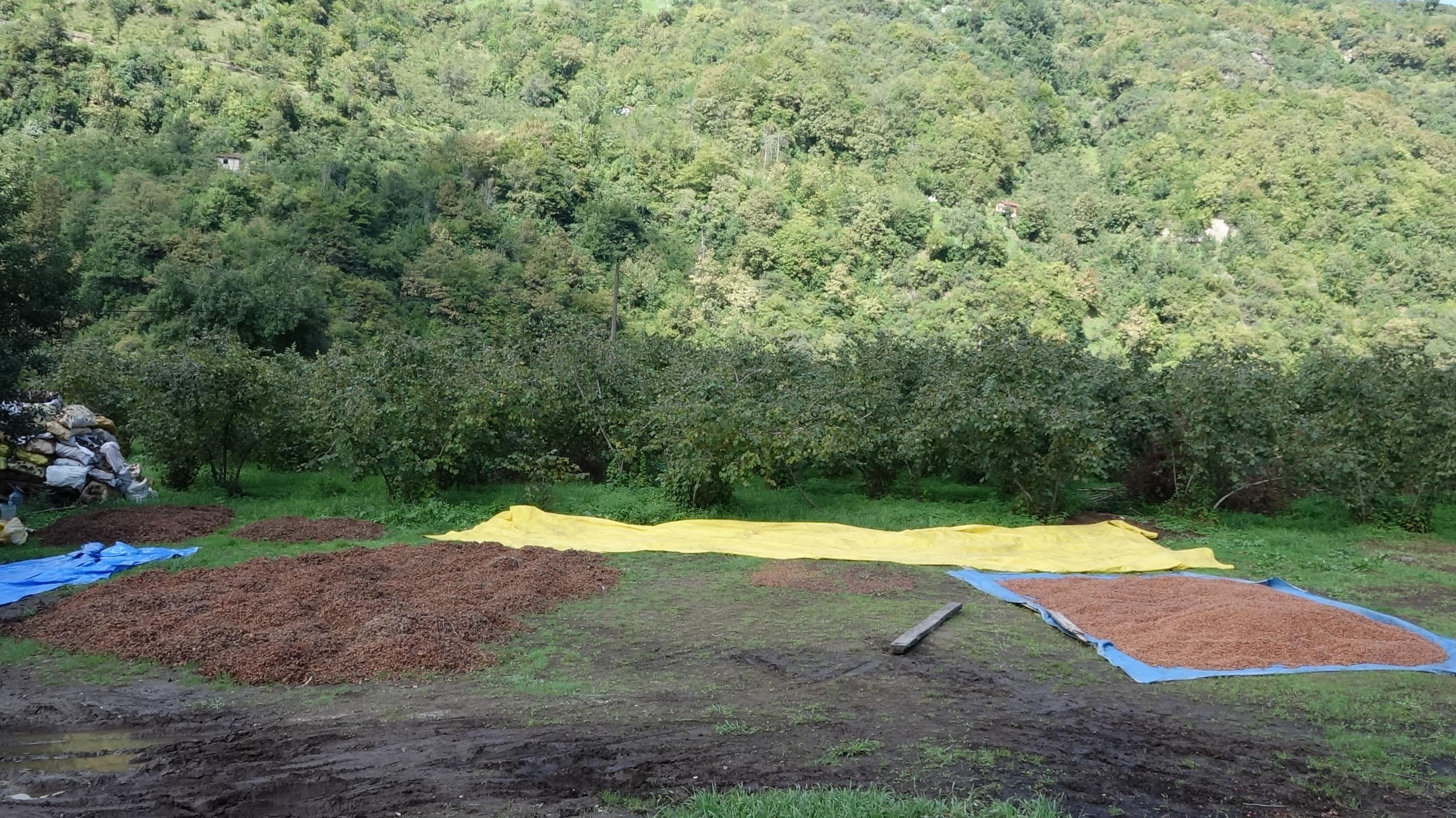 Güneşi görmeyen fındık, makineyle kurutuluyor