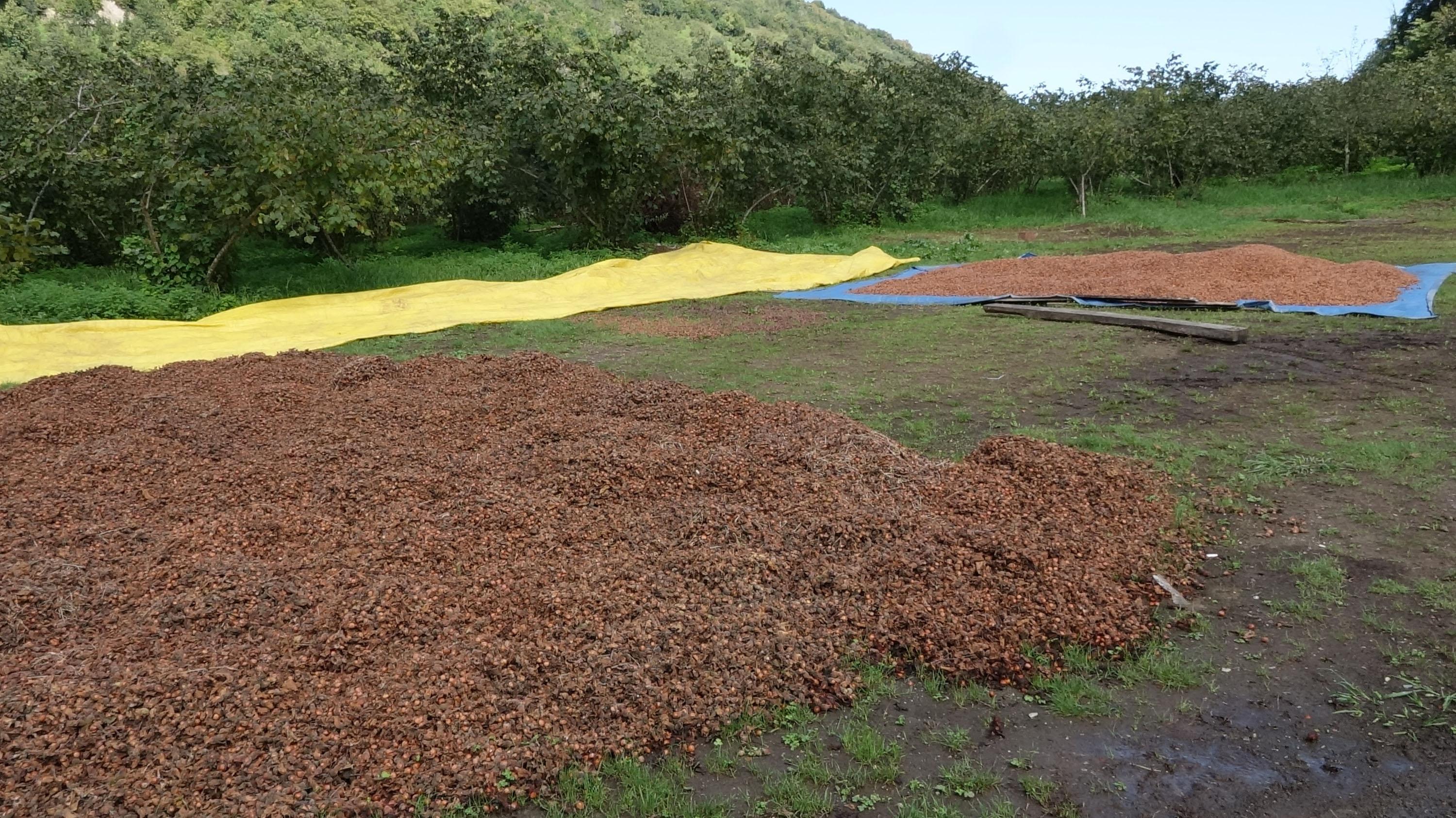 Güneşi görmeyen fındık, makineyle kurutuluyor