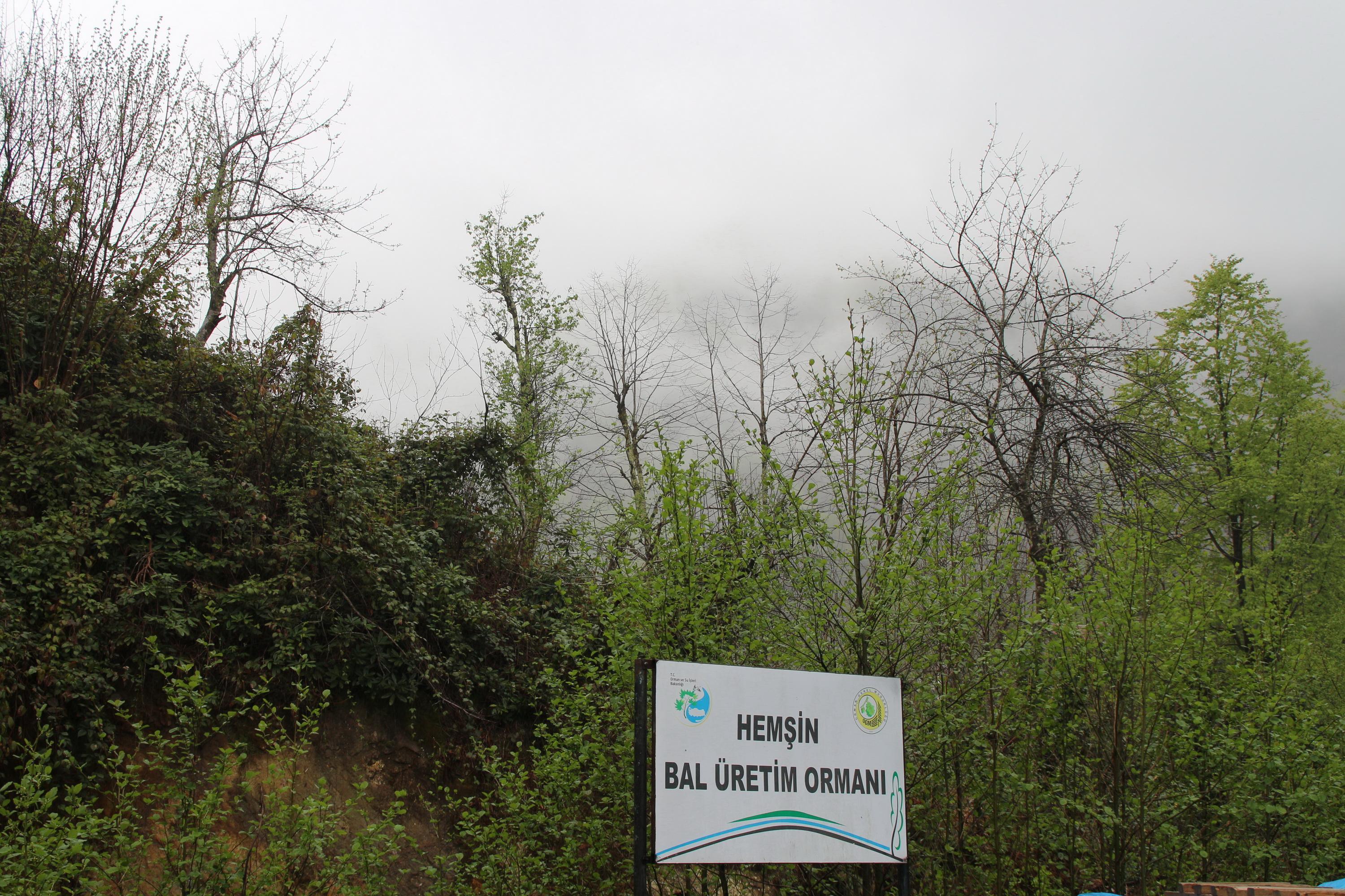 Bal ormanına taş ocağı için bilirkişi raporu: Ekolojik denge yok olur